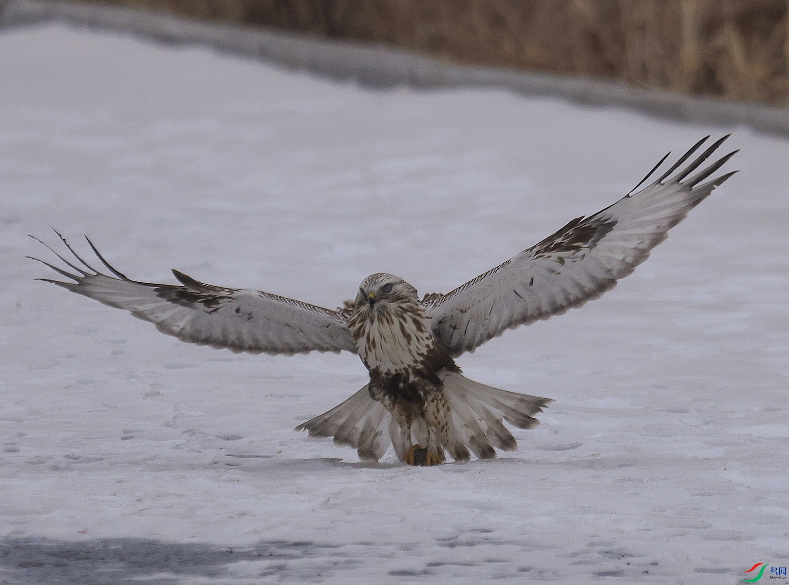 ë������