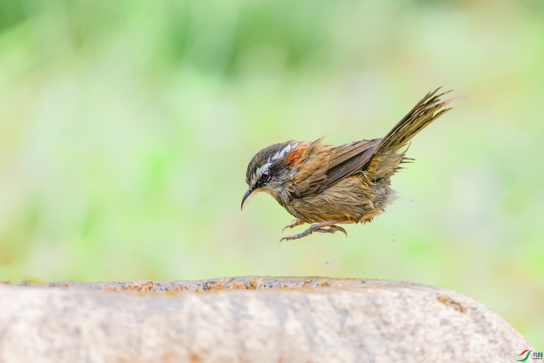 AQ4P1591-1.jpg