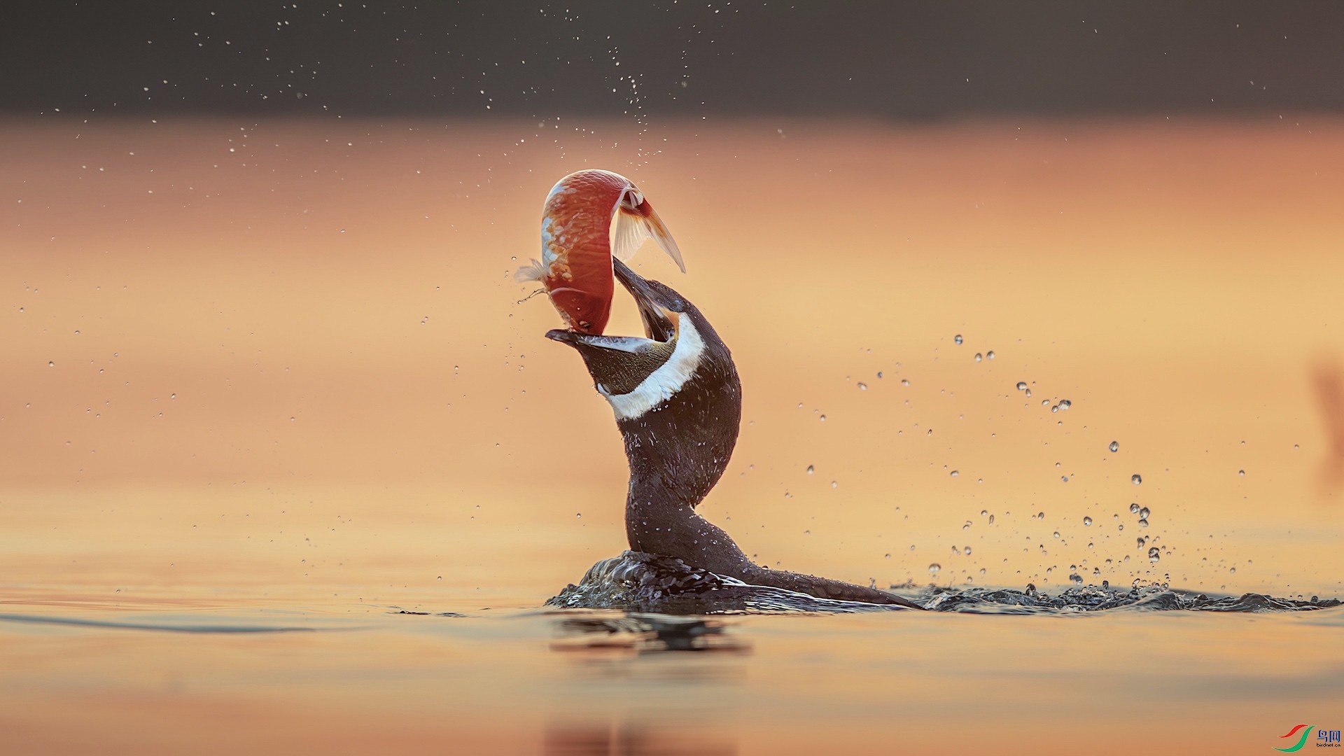 2_XXL2329-����ǿ-NR ���� 2.jpeg