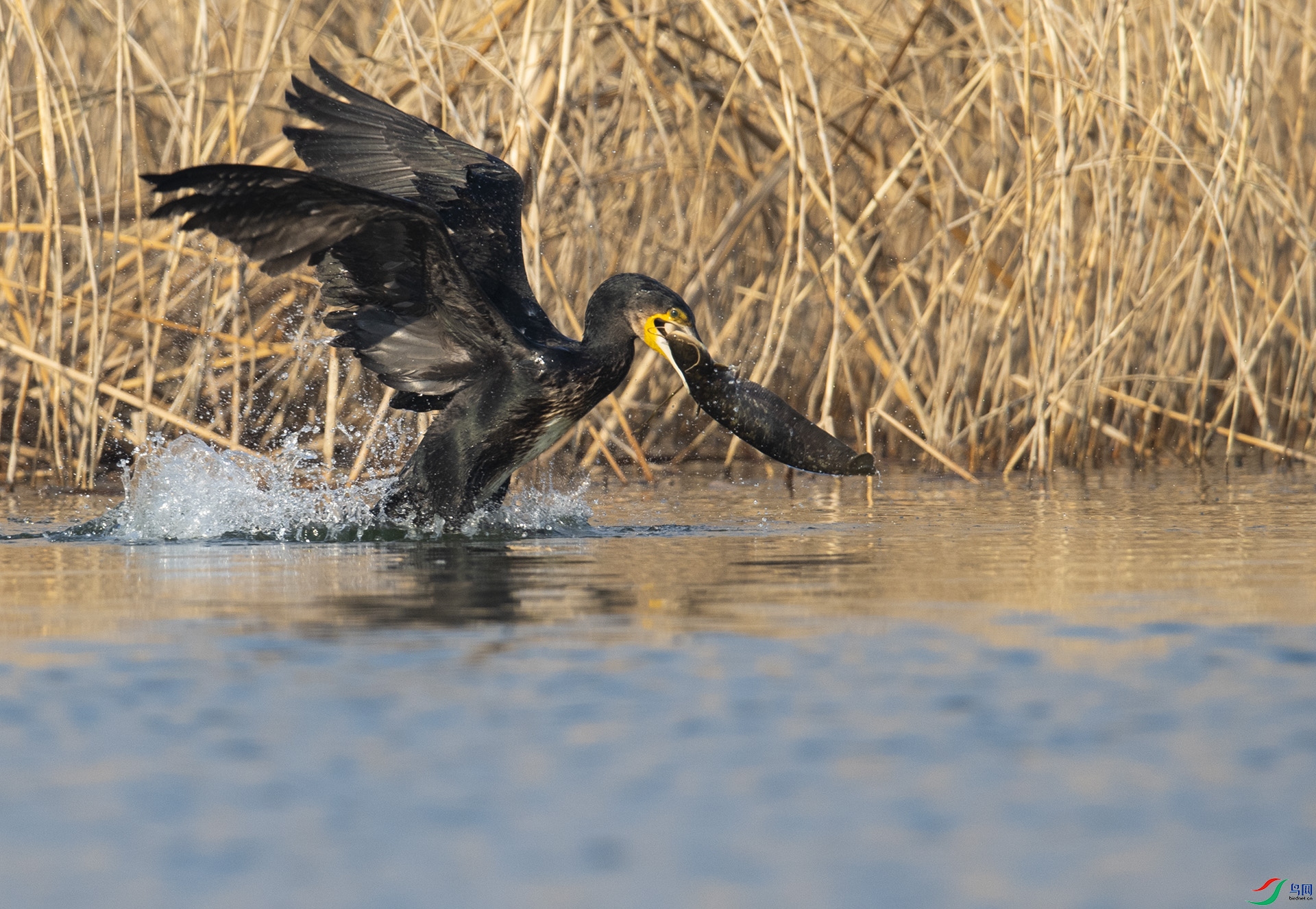 WLZ_0075 ��ͨ���.jpg