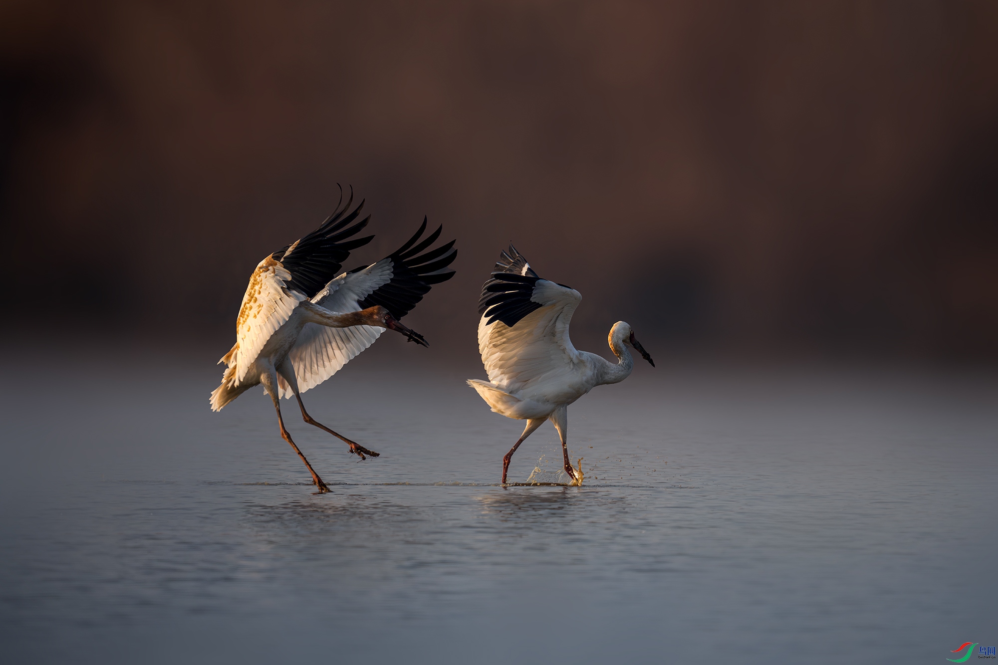 LZW04428-����ǿ-NR ����.jpg