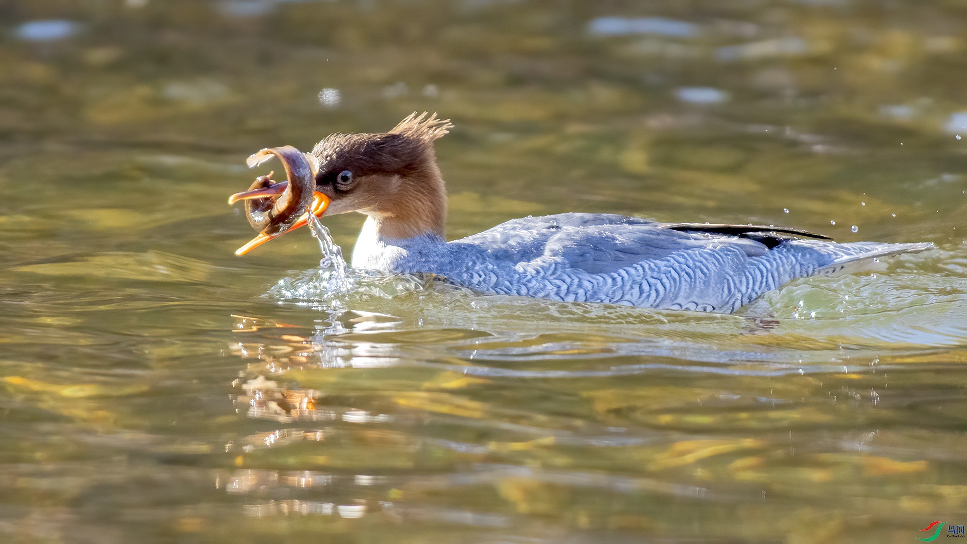 DSC_7mm198.jpg