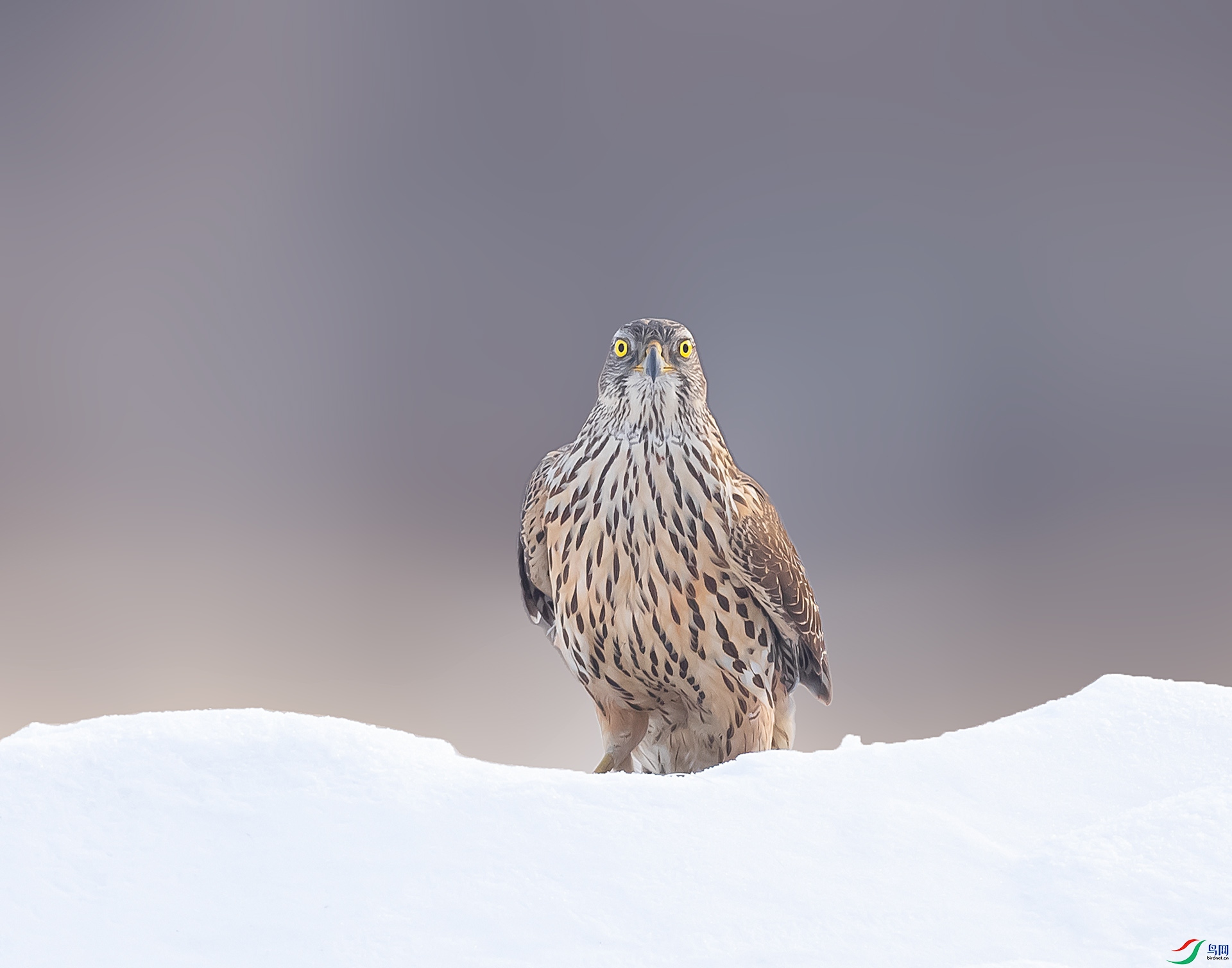 019A0729 ����.jpg