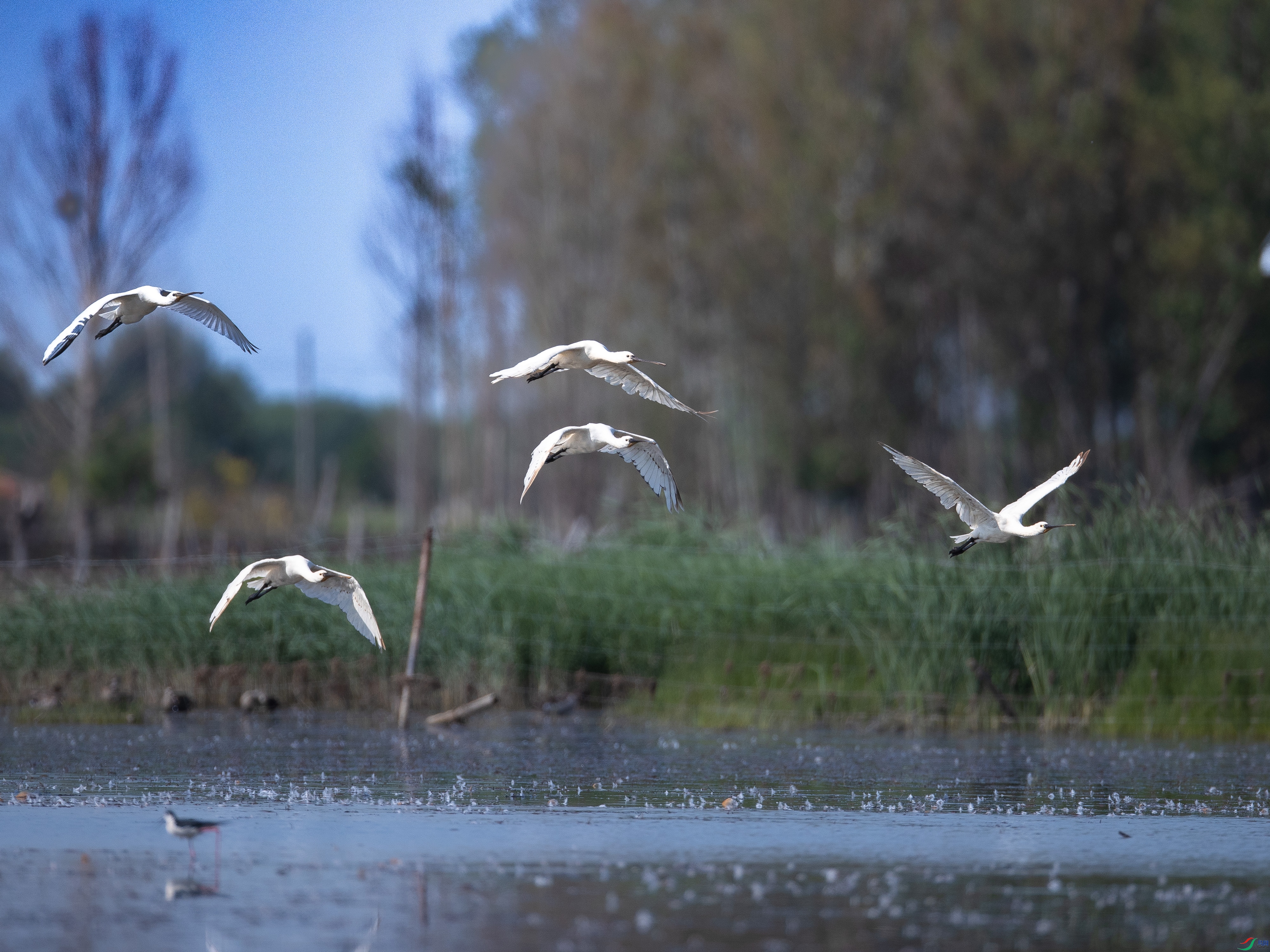 ���ع���