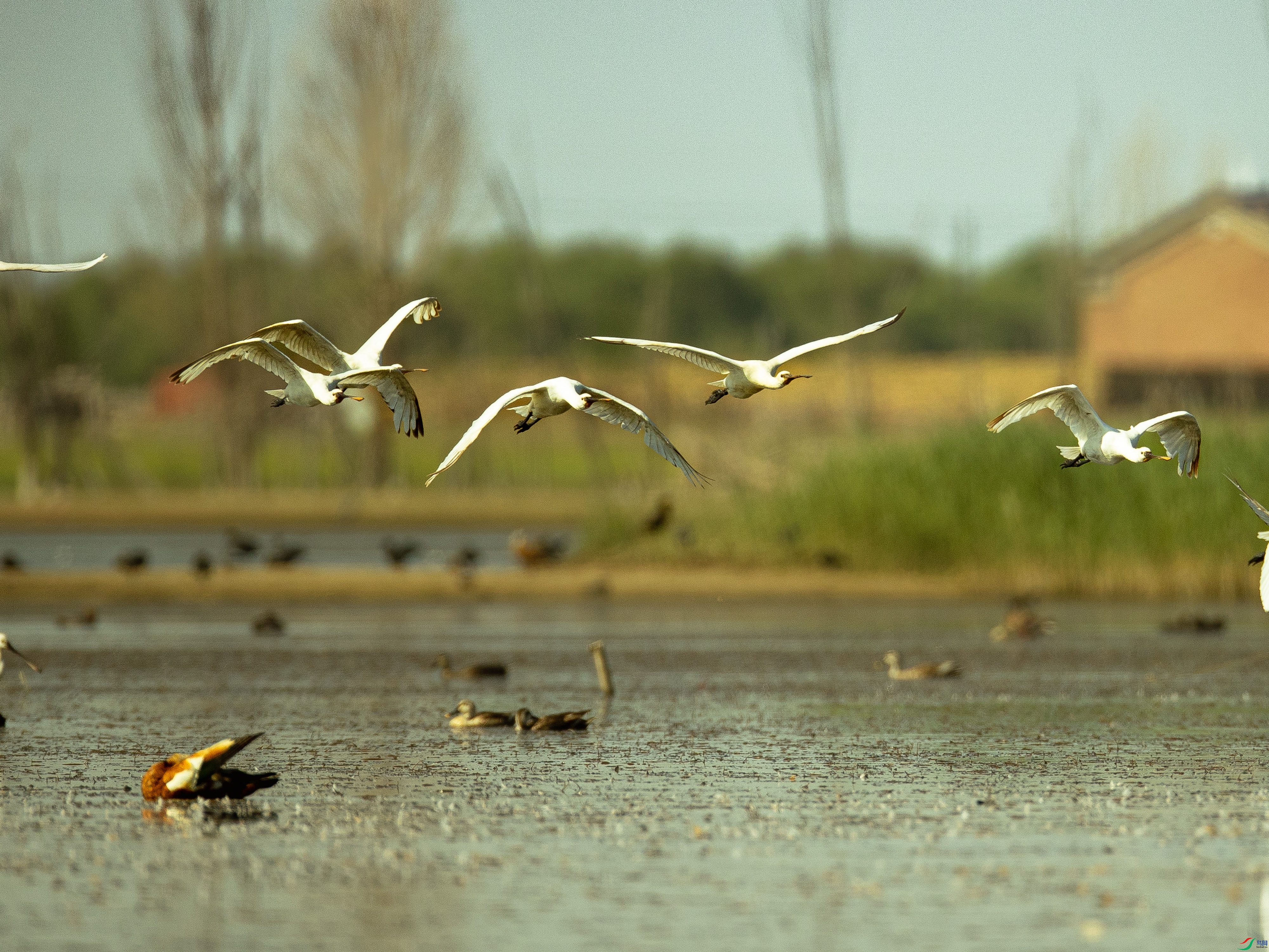 �������ش�ͷ�� B