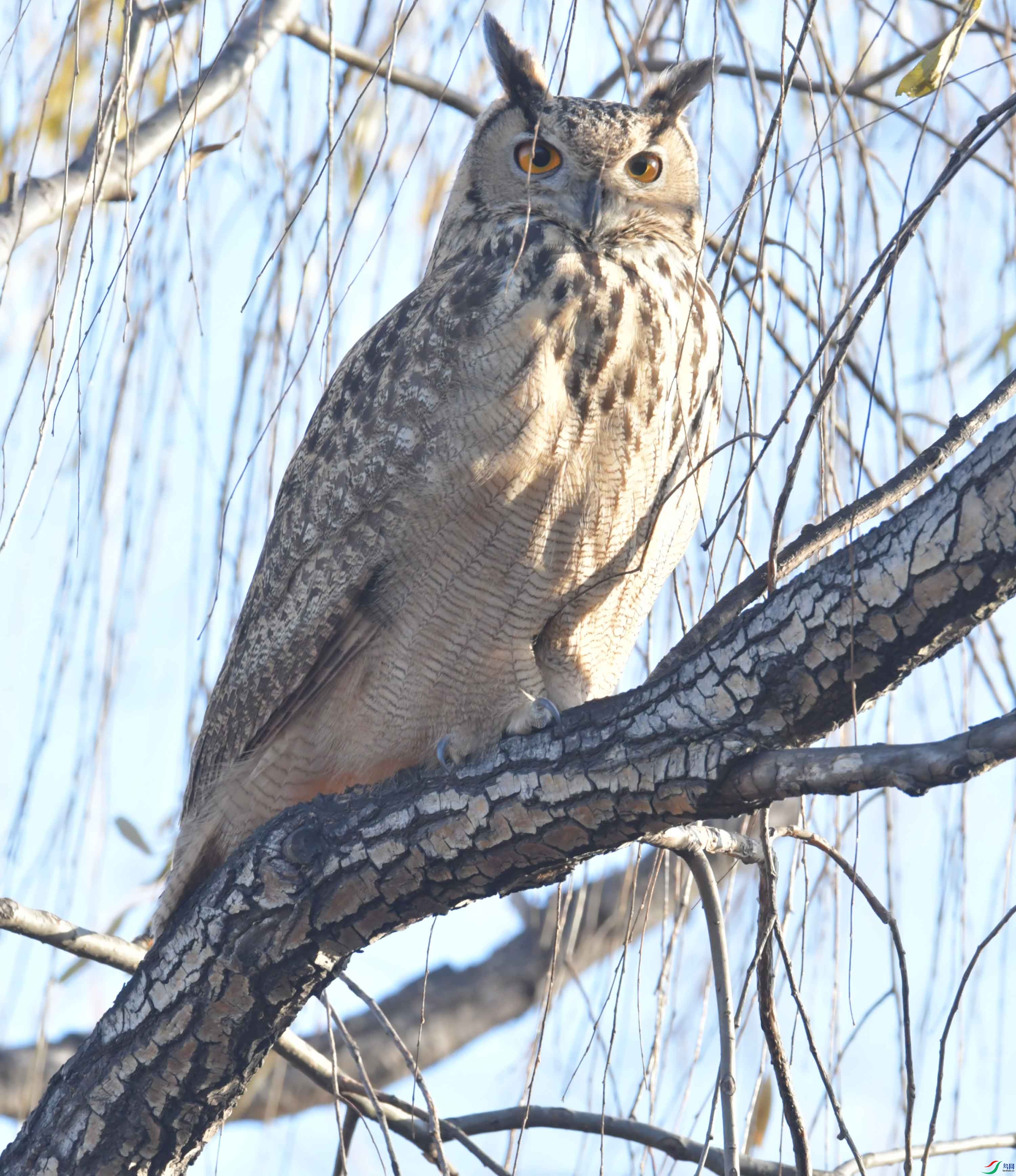 DSC_6808.JPG