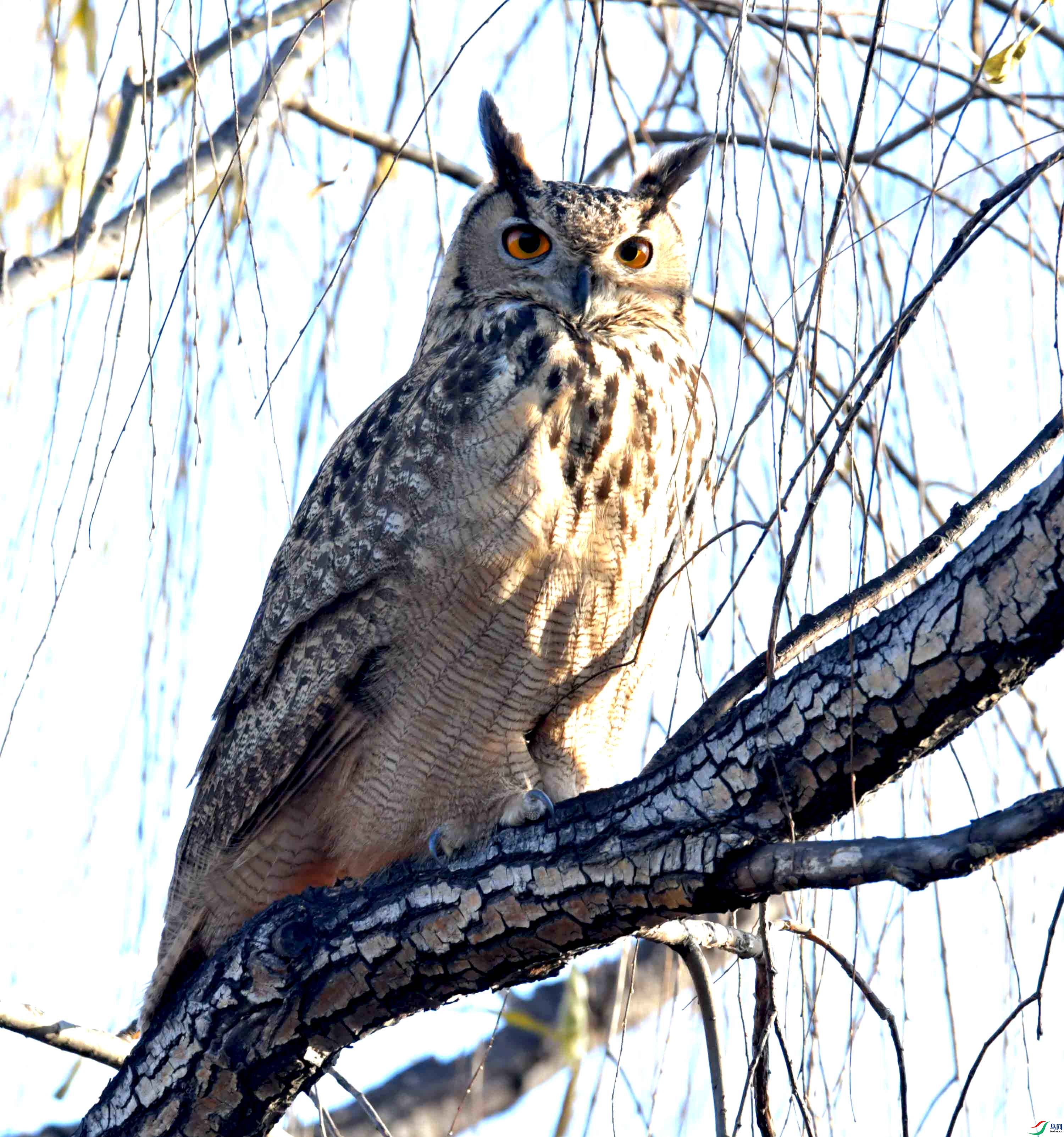 DSC_6817.JPG