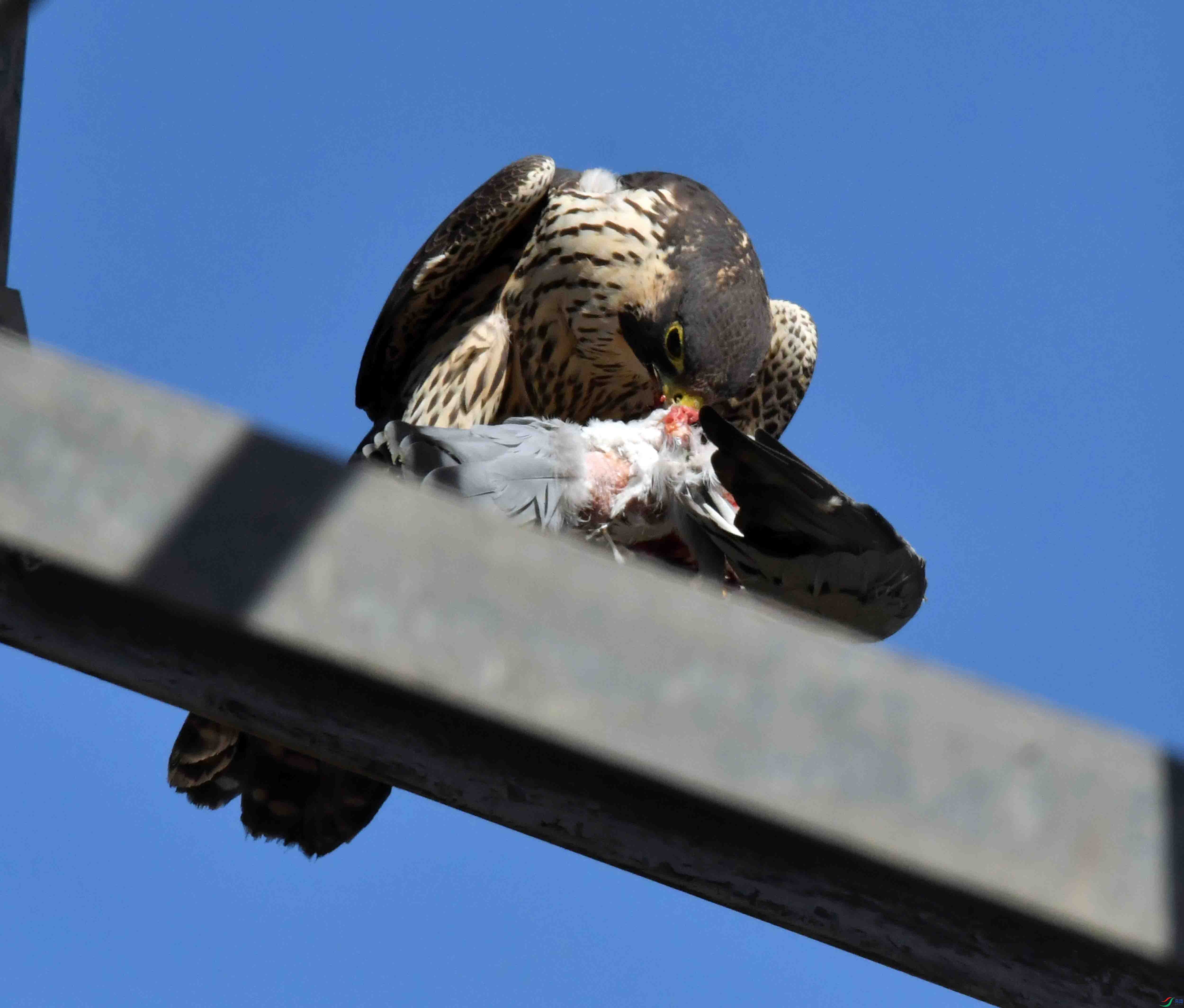 DSC_3339.JPG