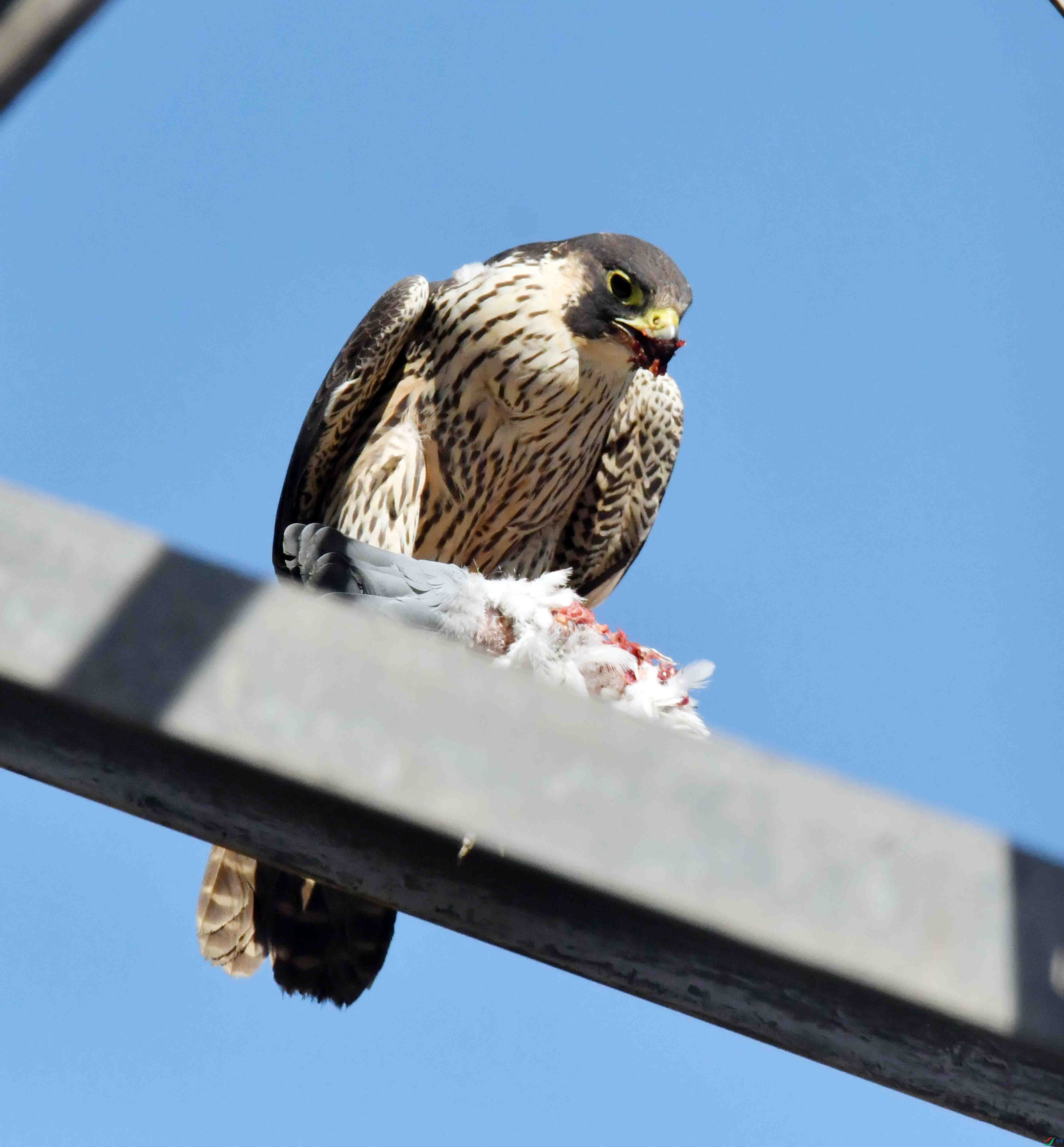DSC_3343.JPG