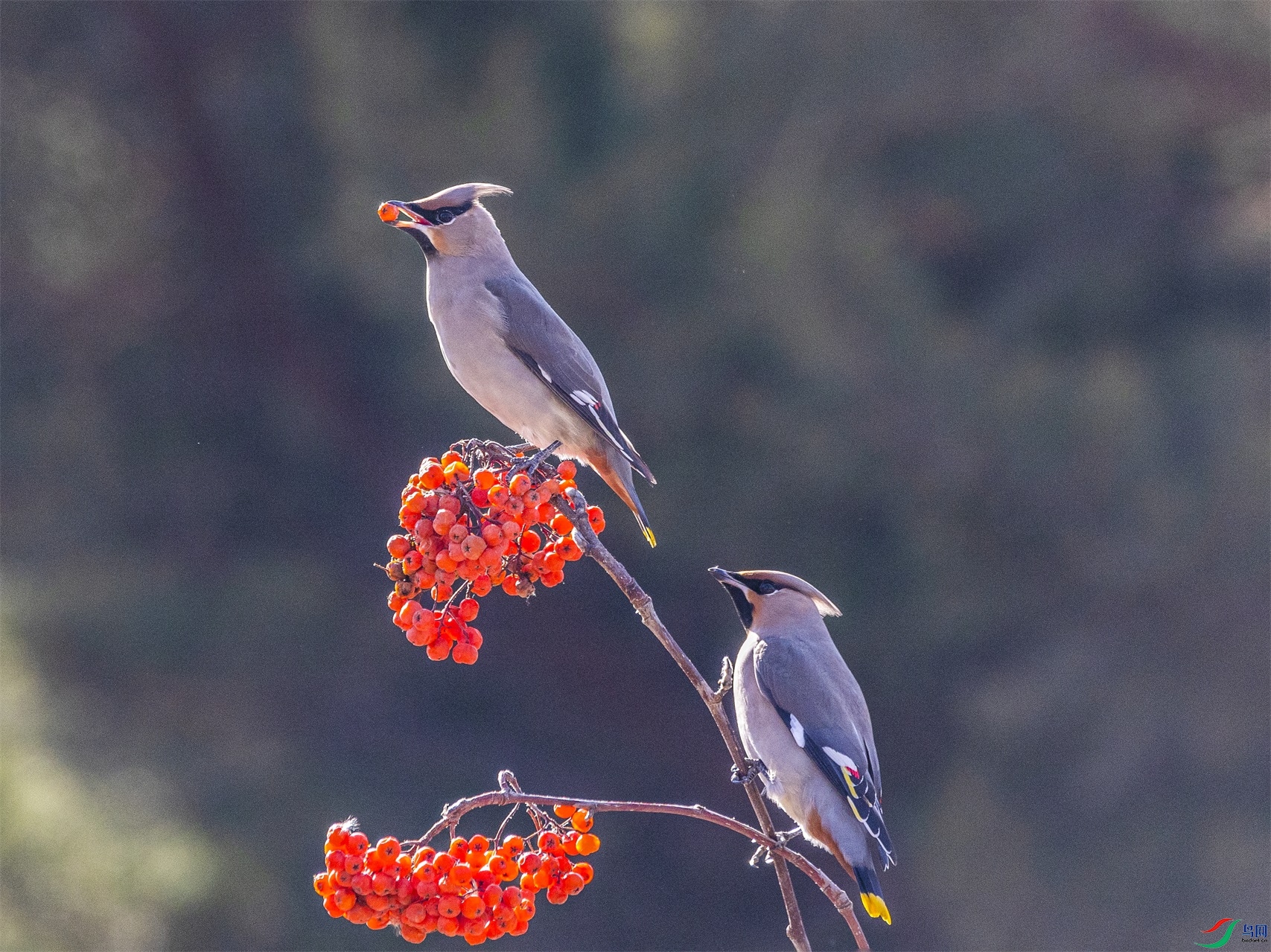 1K3A4508 ����1.jpg