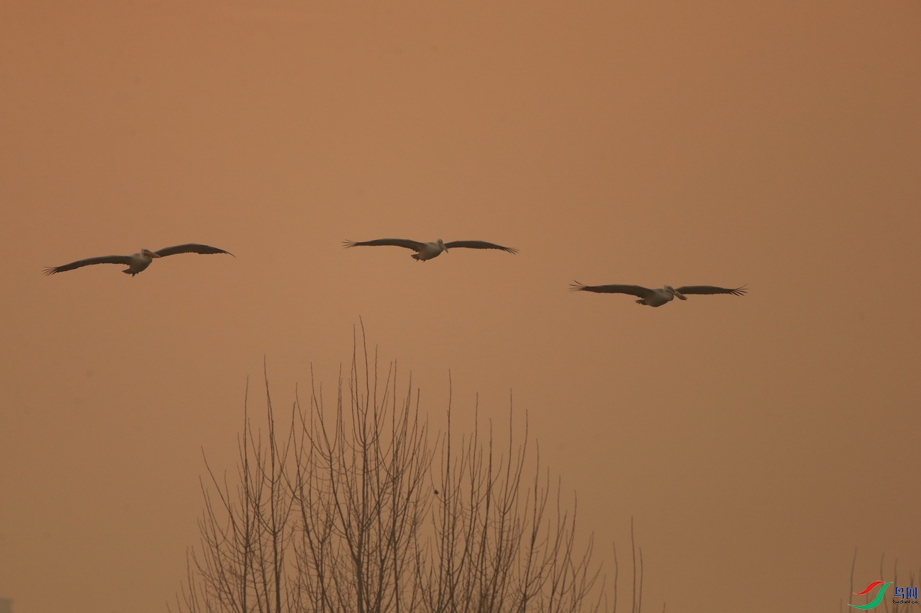 ��������001-AL1T0353 - ���� (2).JPG