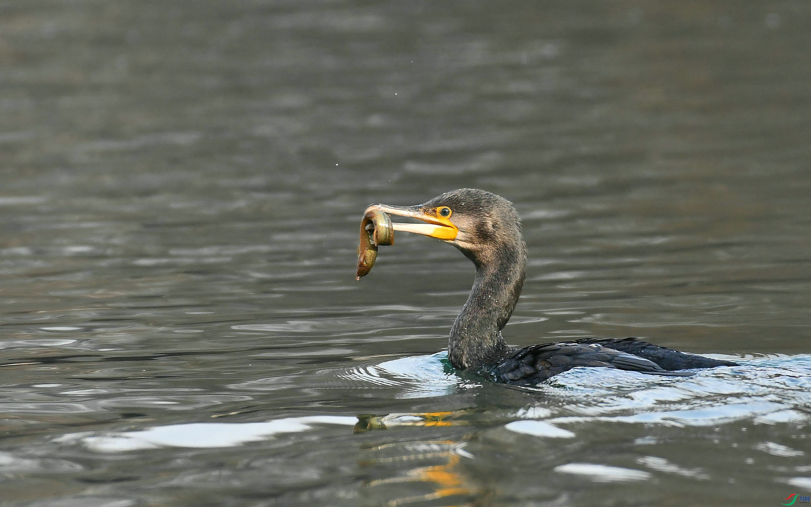 DSC_1925.JPG
