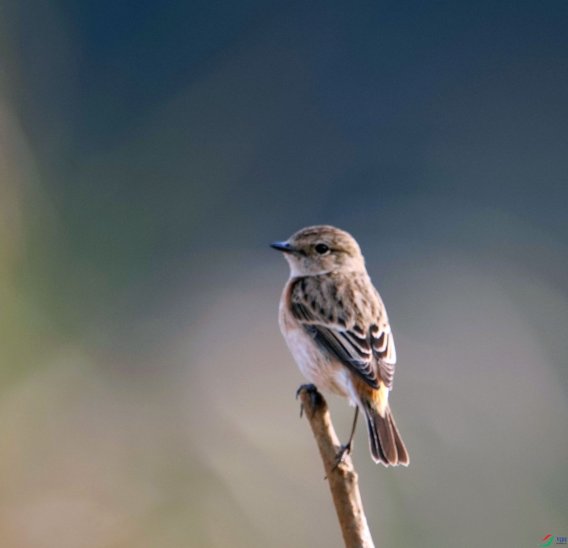 _D804224.jpg