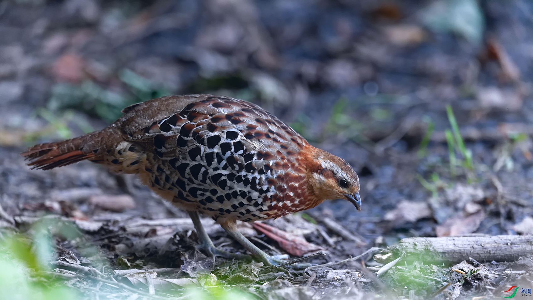 5DSC_1213_DxOa.jpg