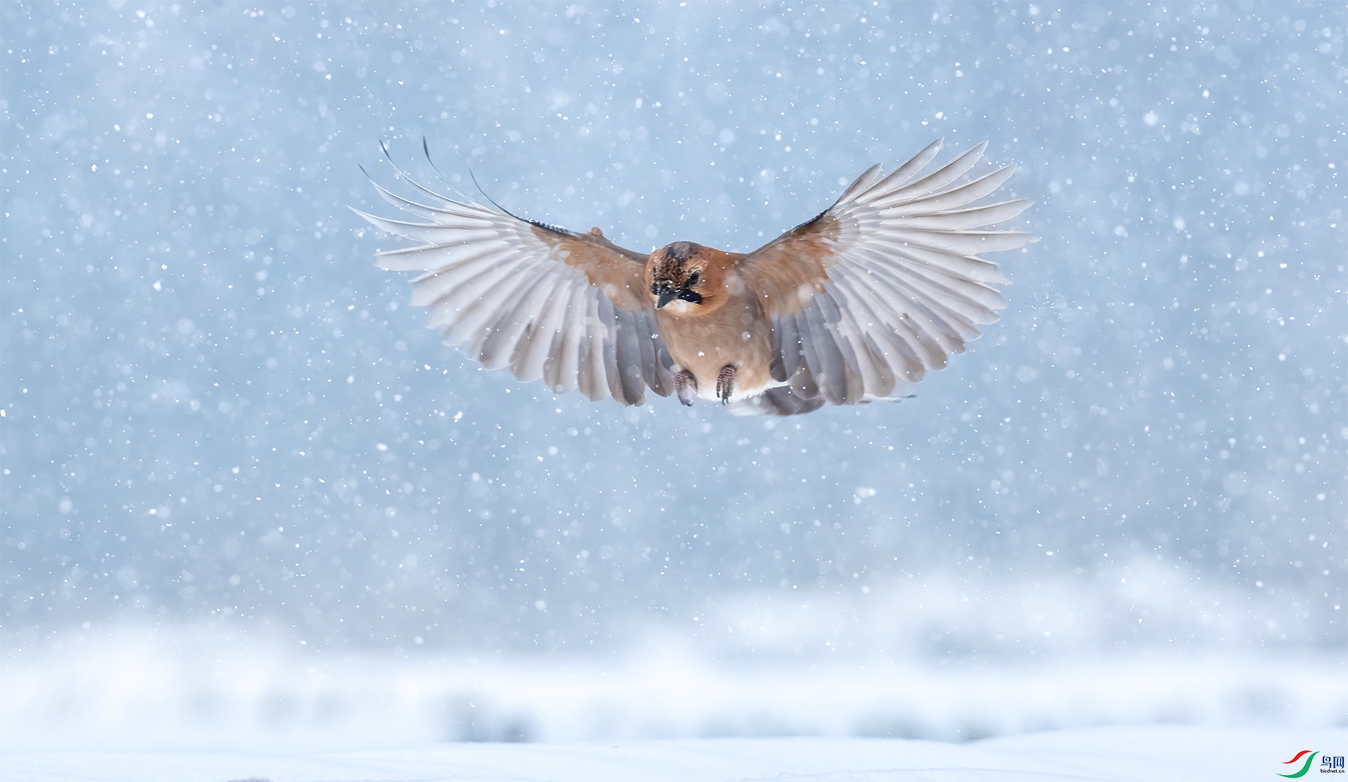 ����ѩ��Ѱ�١�  ����.jpg