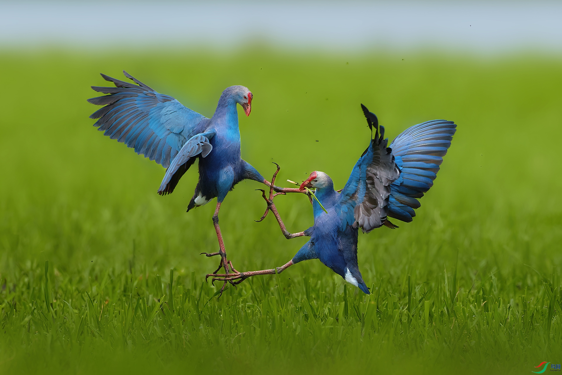 ����Ȼ�������ҵĲݡ�  �����.jpg