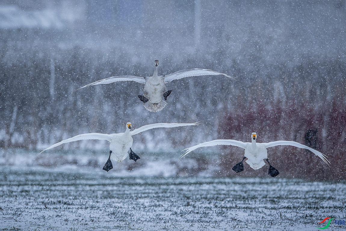 ����ѩͬ��һ���ס�  ������Lxb.jpg