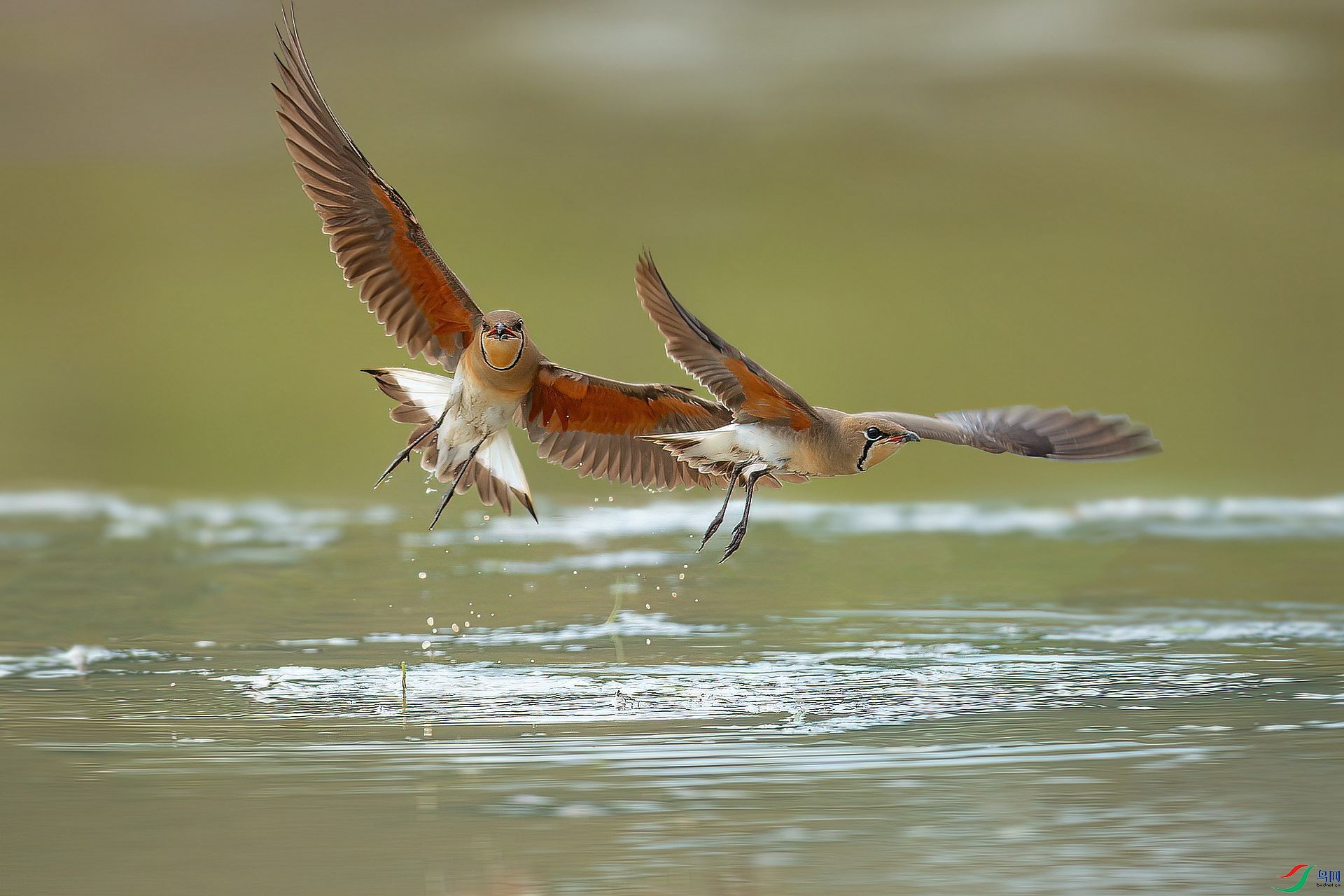 ����ͨ���a˫�ɡ�  ��ѧ��.jpg