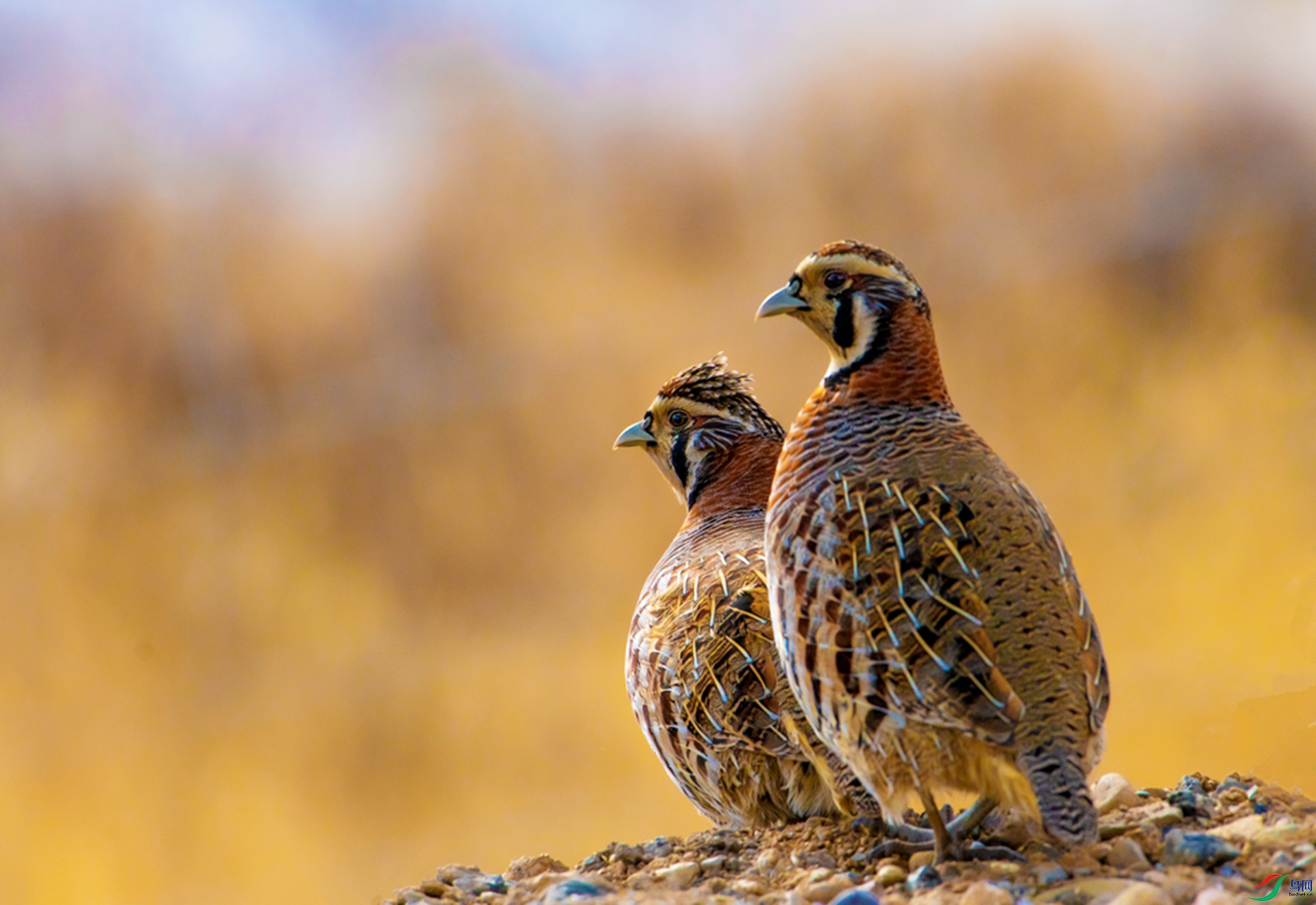 ��չ����  �ƺ�Ѱ��.jpg