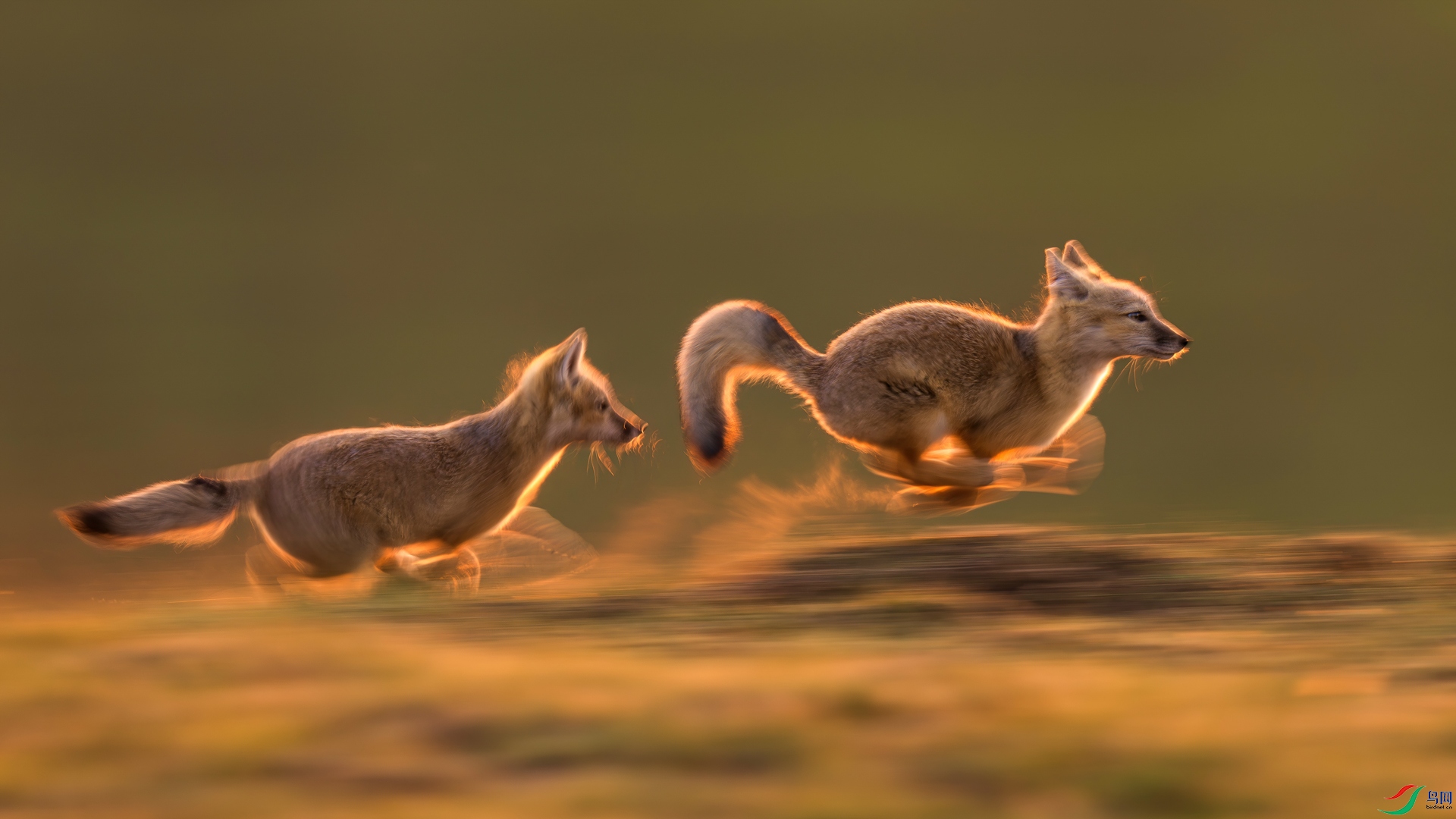 ��׷��  ����ľ.jpg