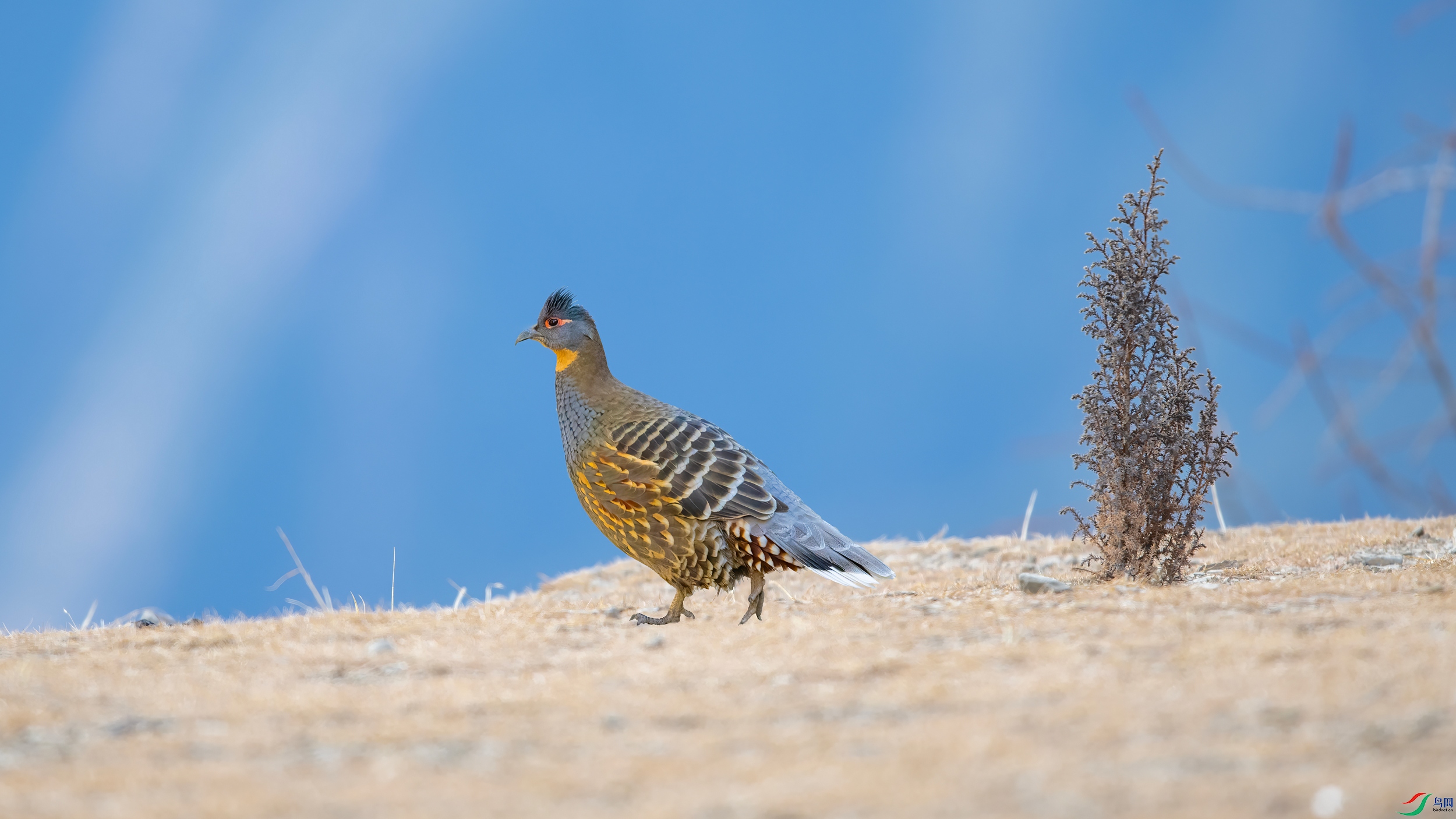 ��Ƭ_DSC0135 ����.jpg