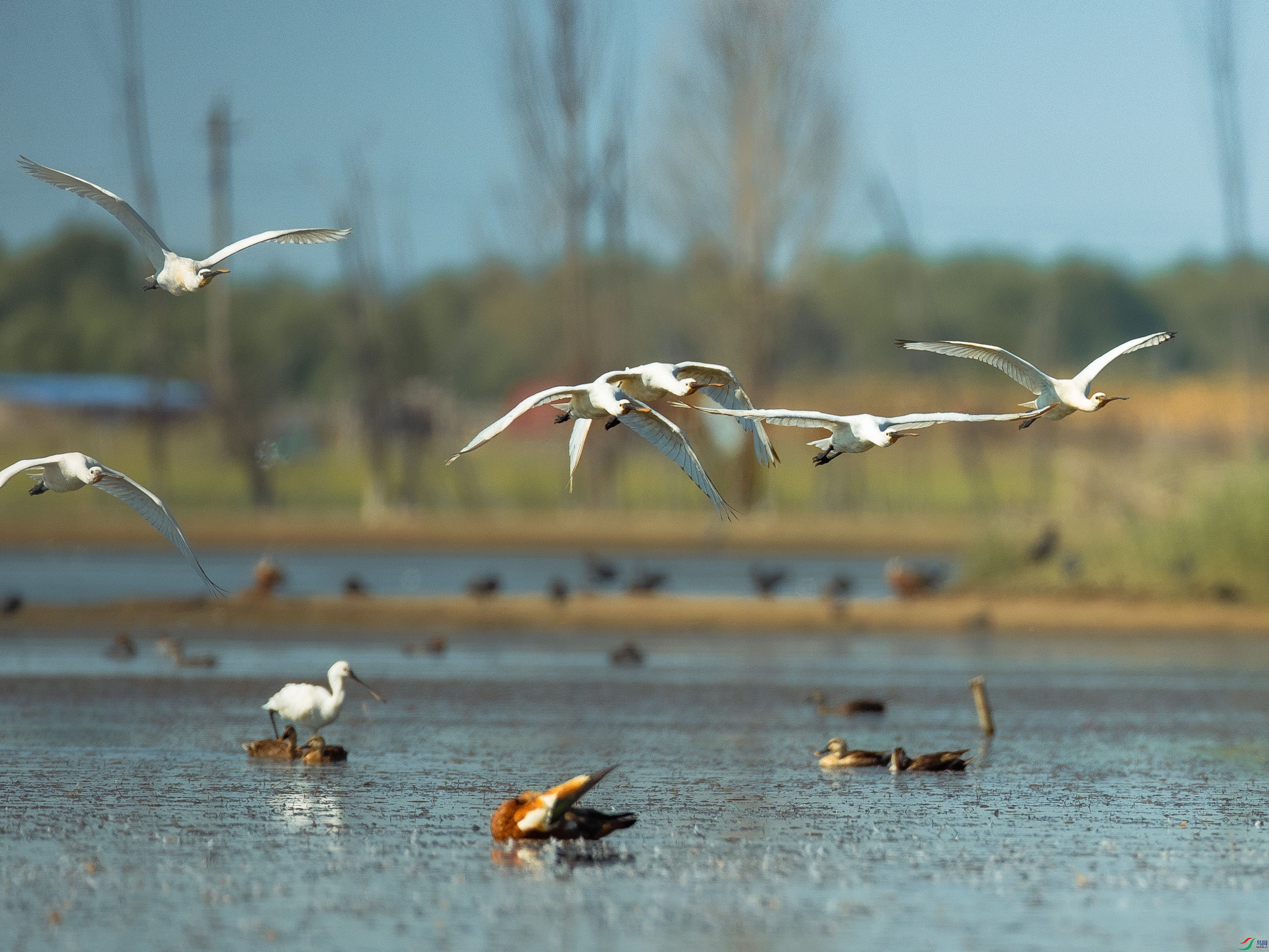 �������ش�ͷ�� B