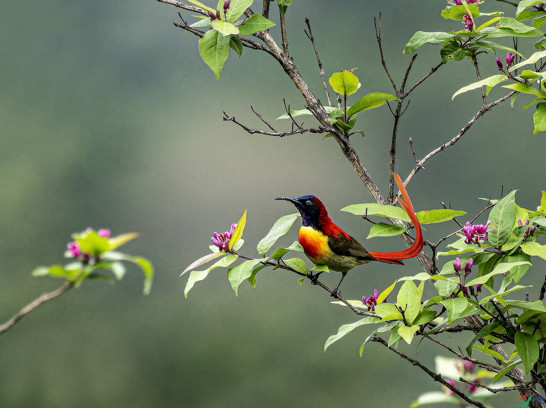 ��β̫���� -1-1.jpg