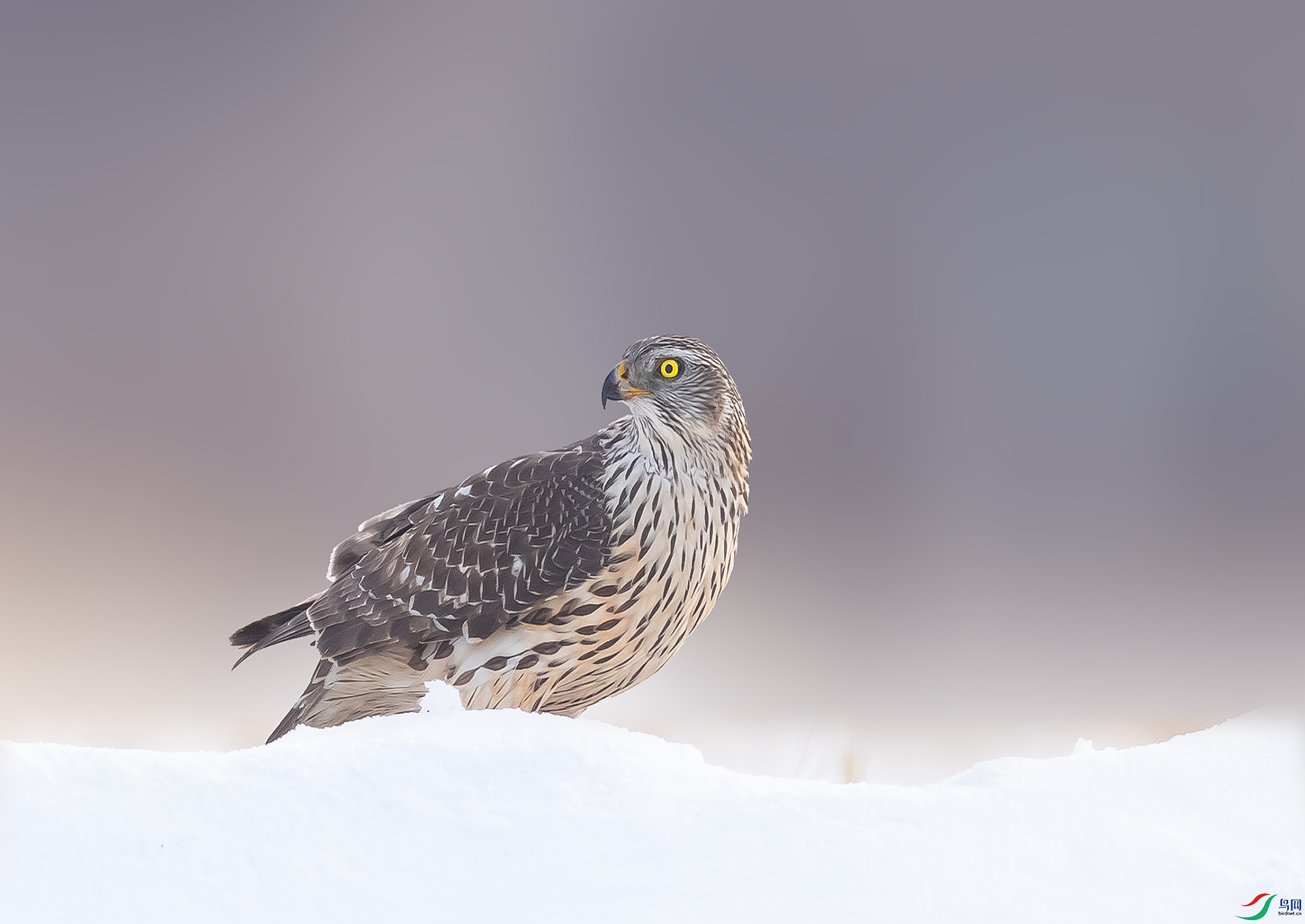 019A0850 ����.jpg