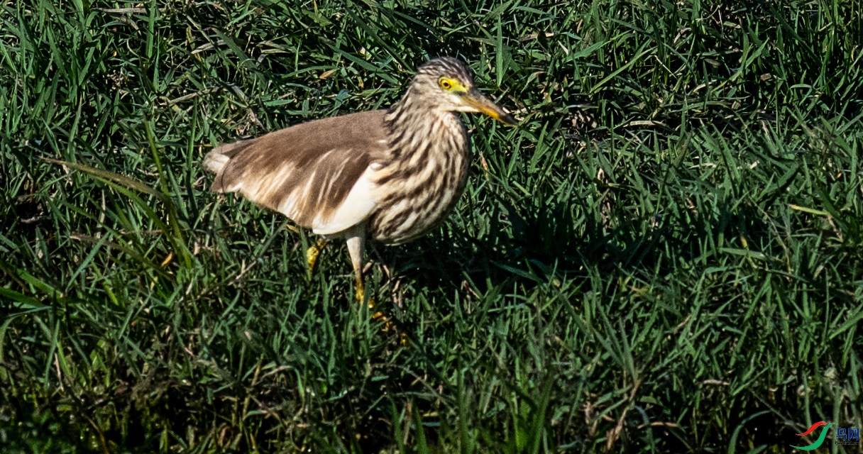 _DSC9300.jpg