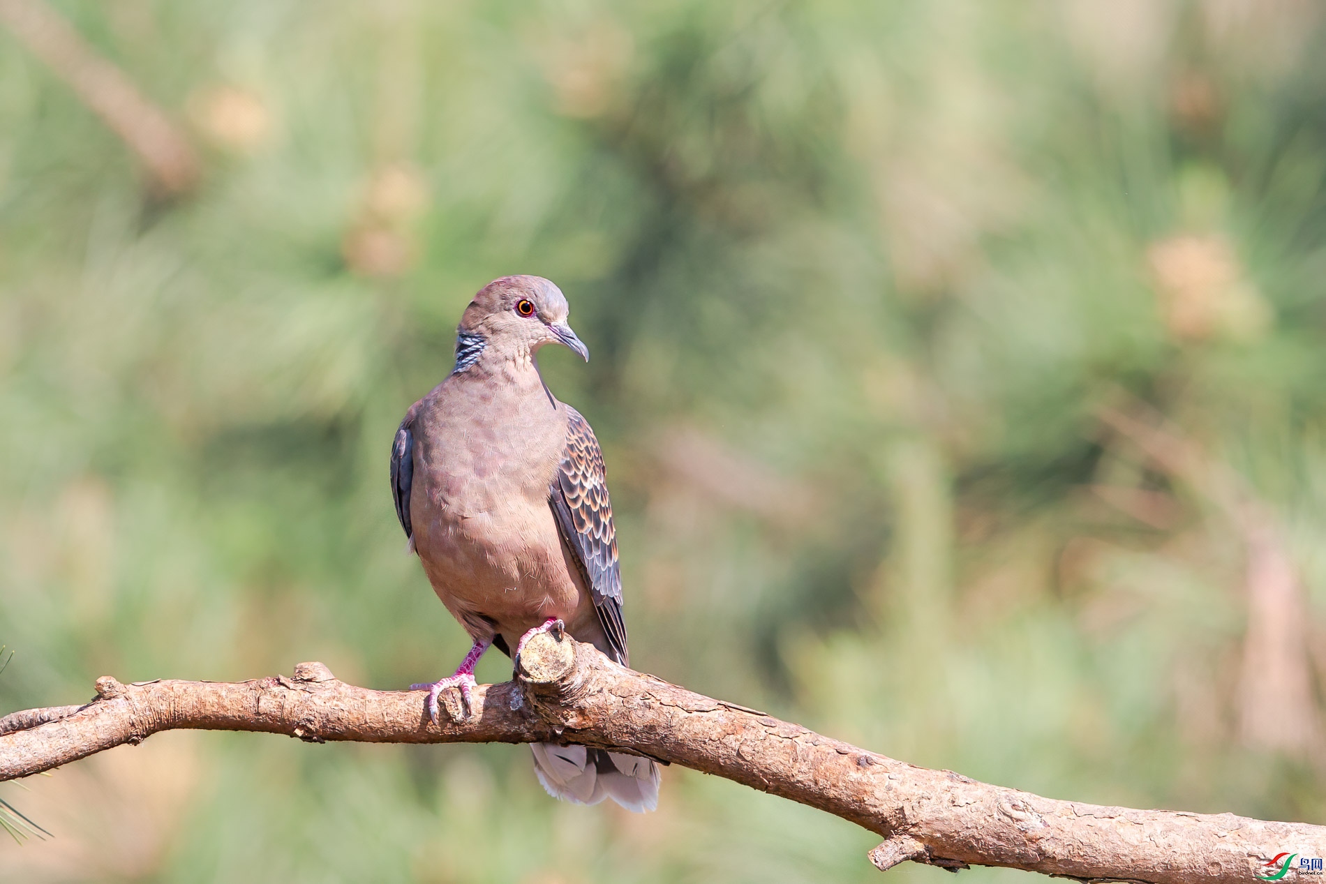 a_30277-1.jpg