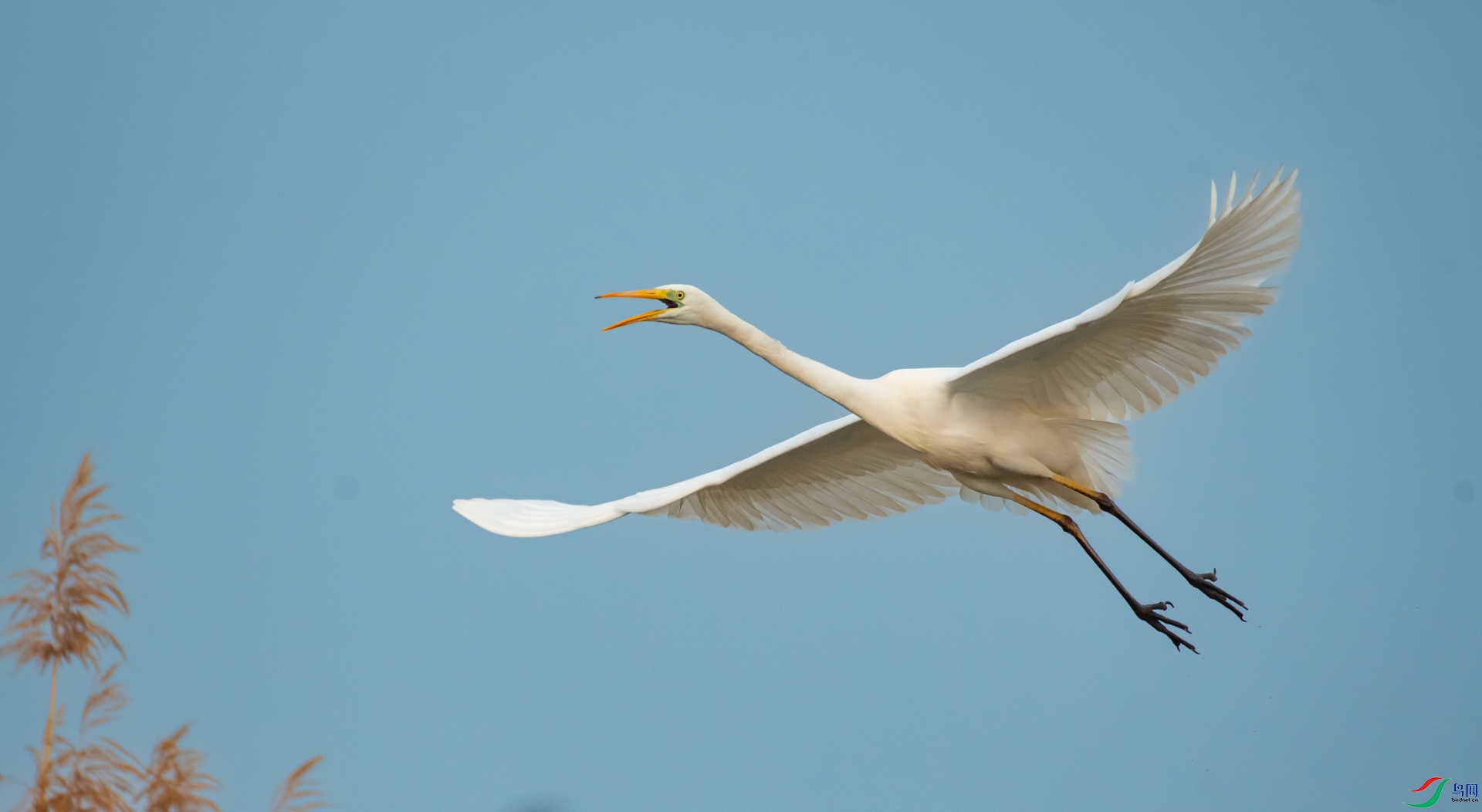 DSC_7118_1.jpg