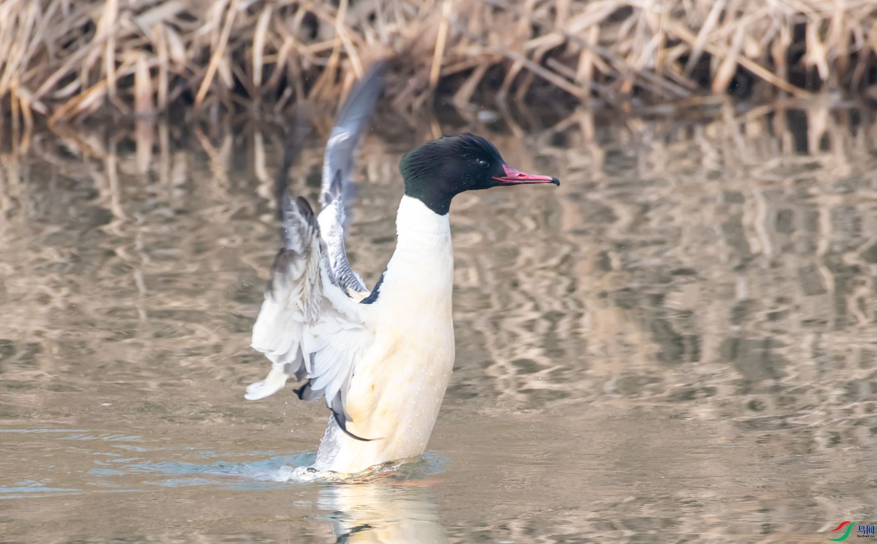 DSC_7148.jpg