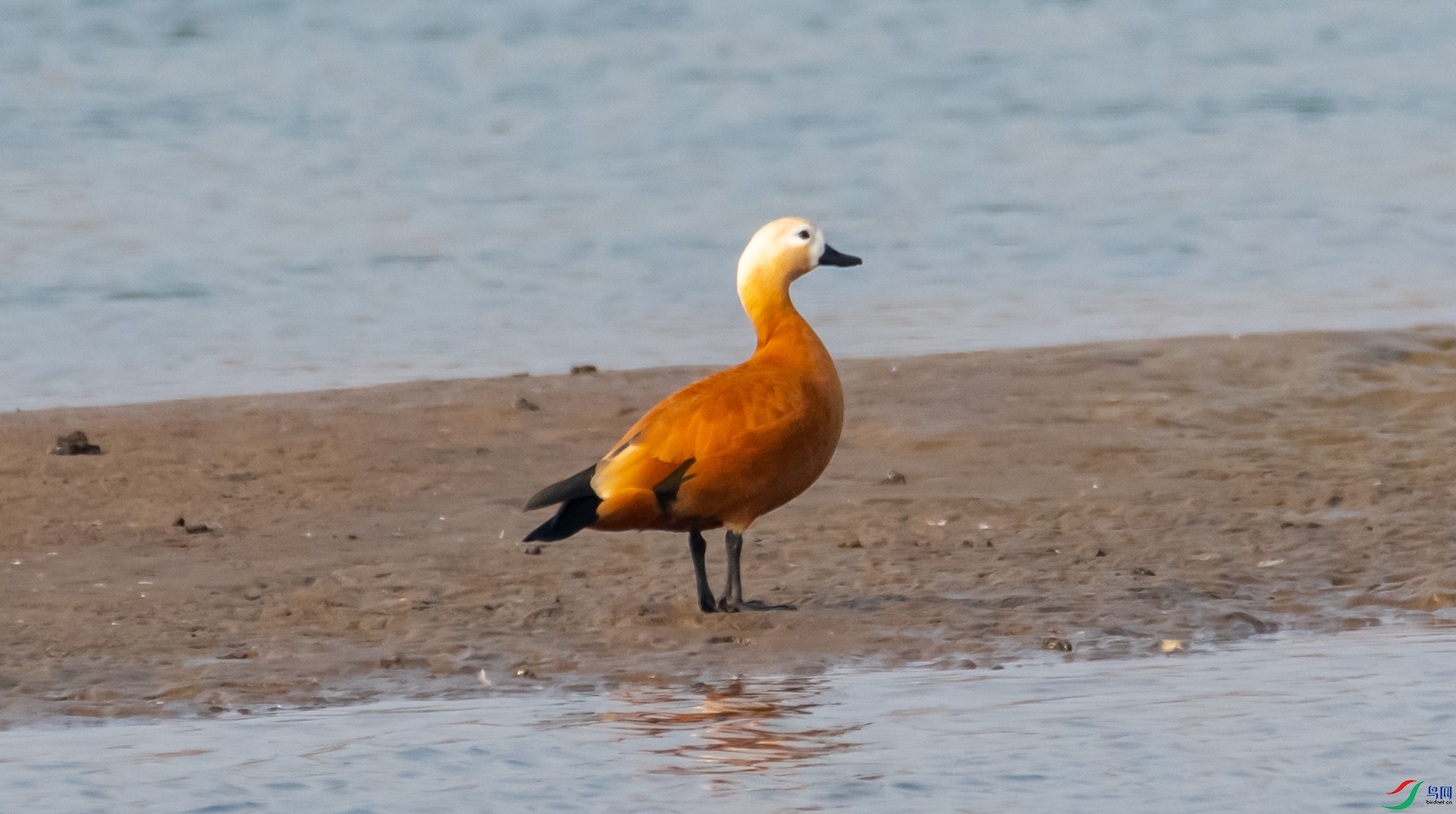 DSC_7451.jpg
