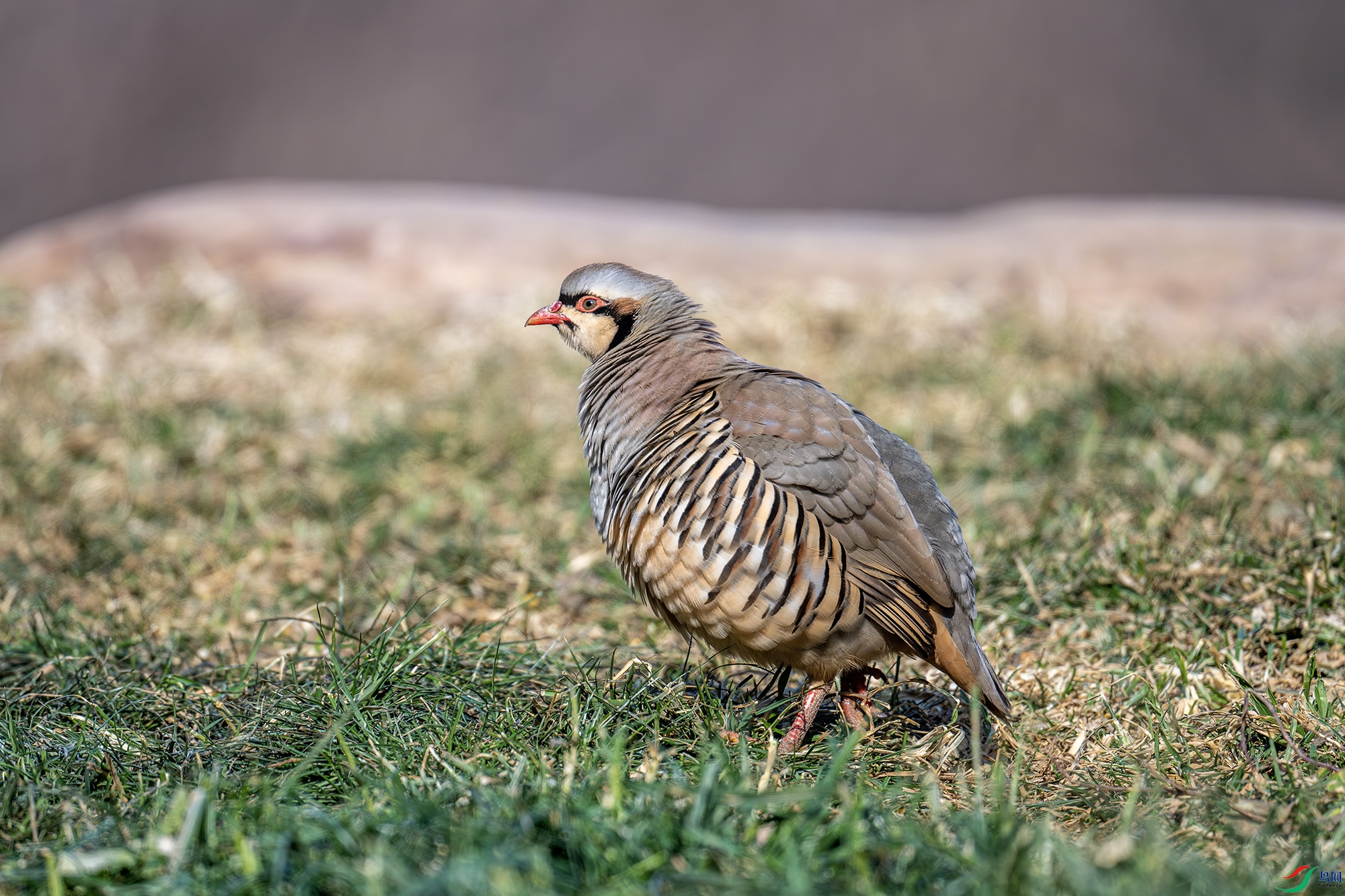 DSC_7661-����ǿ-NR.jpg