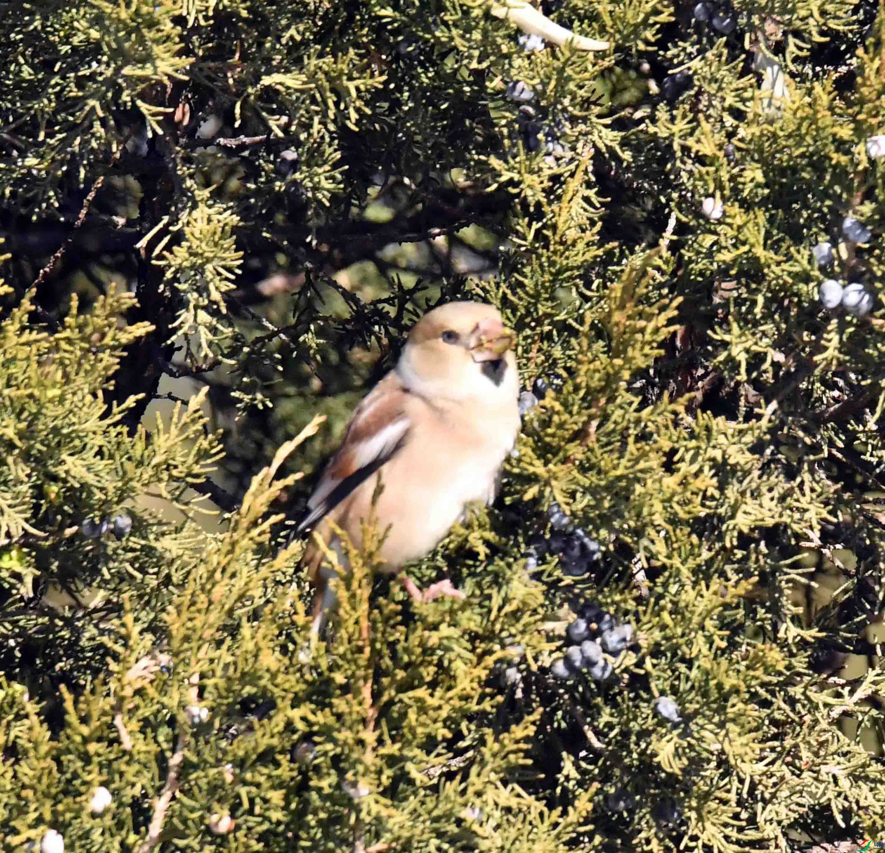 DSC_2858.JPG