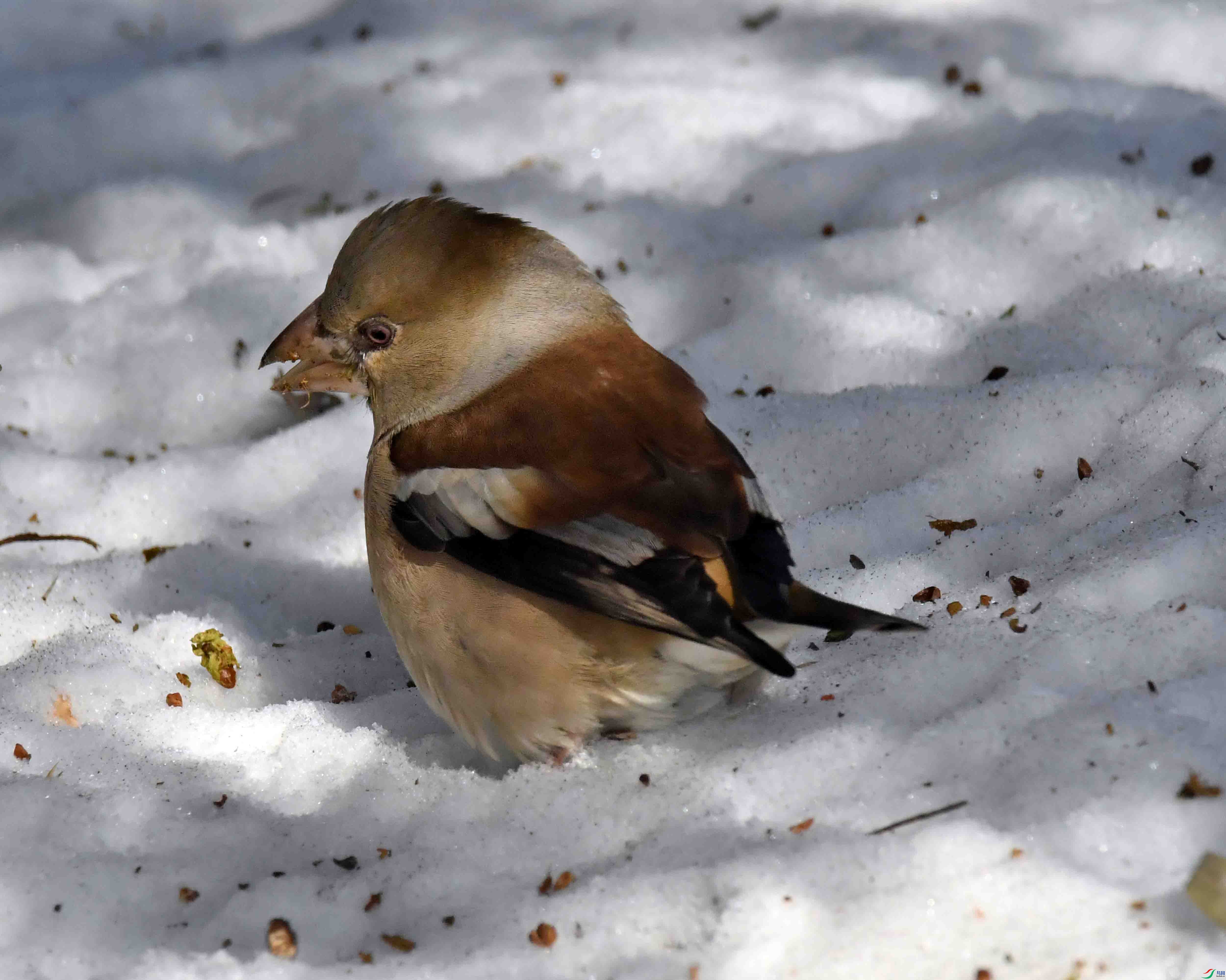 DSC_2861.JPG
