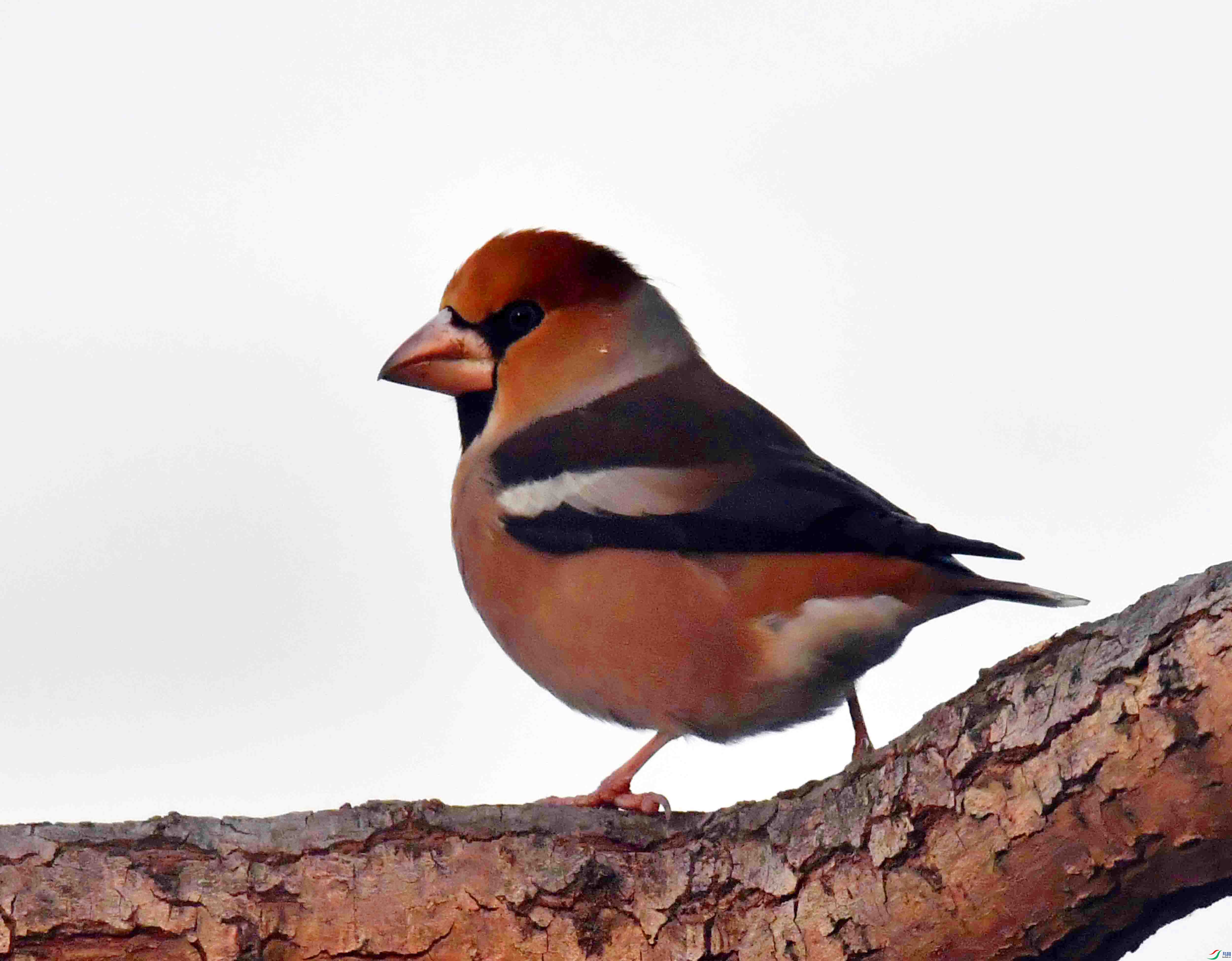 DSC_9154.JPG