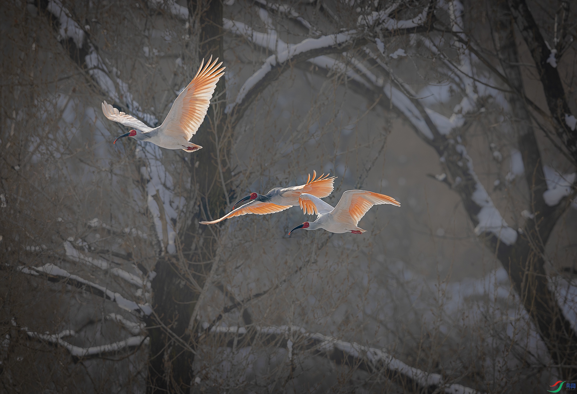 055A9846-����ǿ-NR ����.jpg