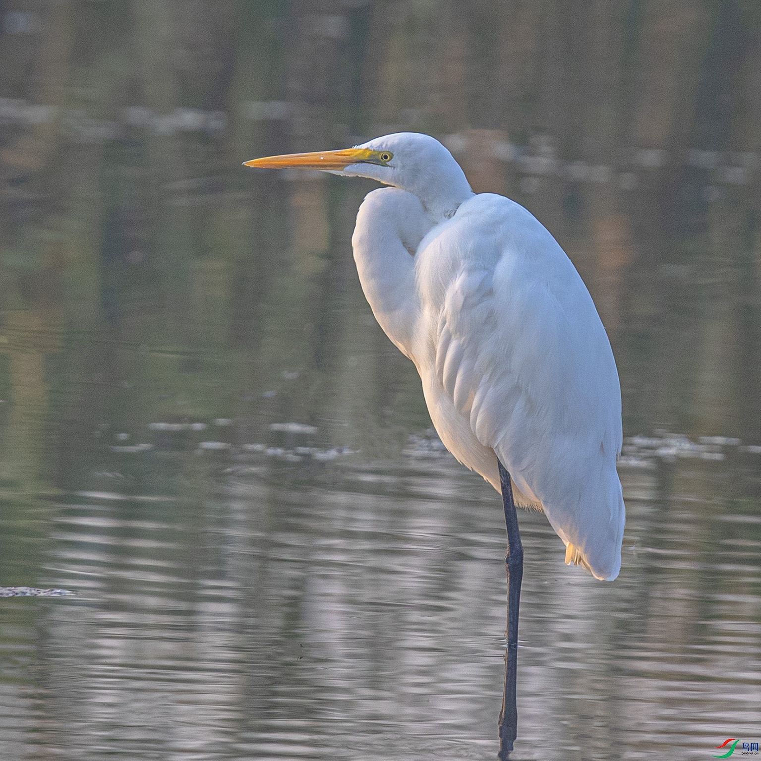 _90I8146 ����.jpg