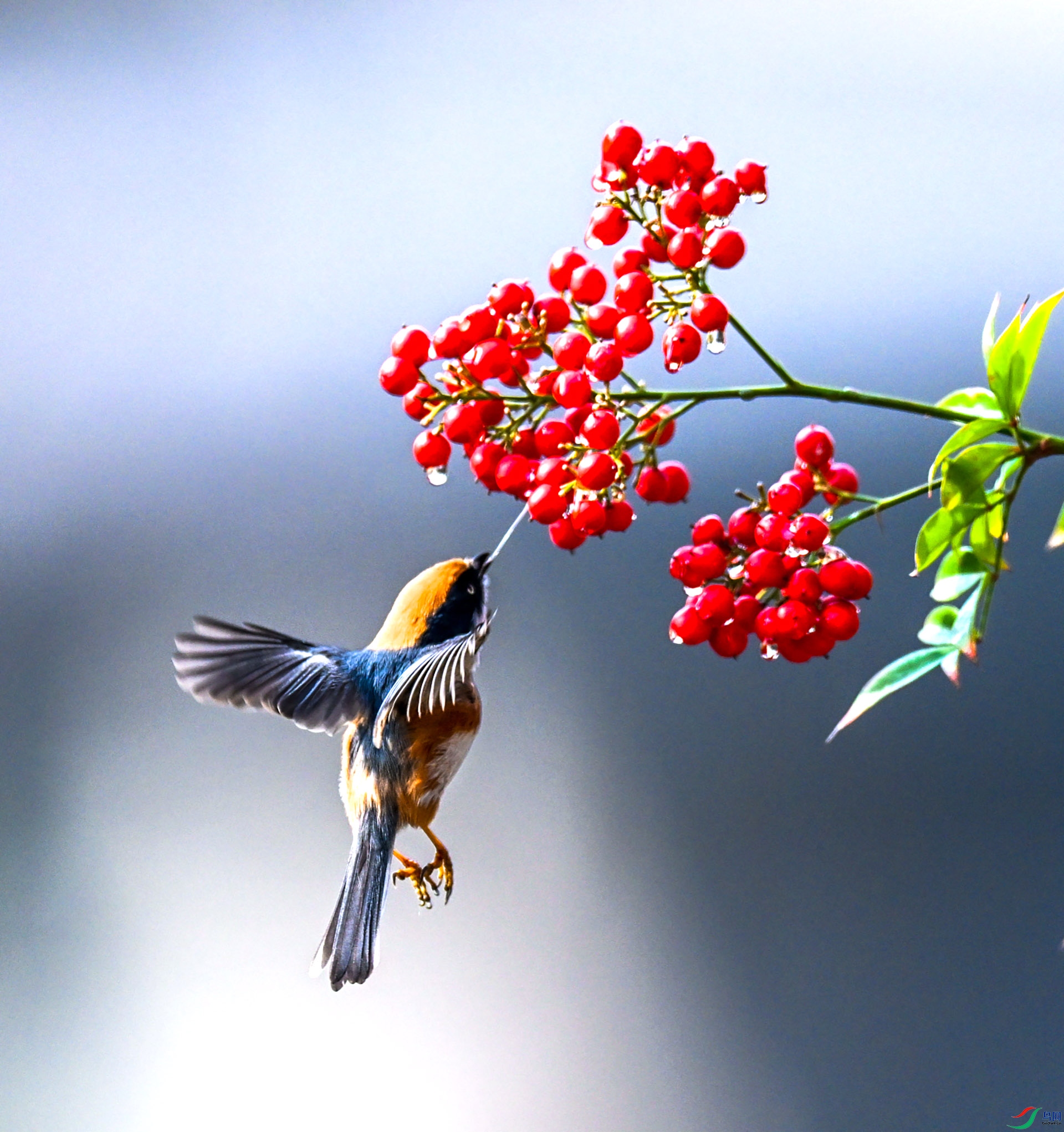 ��ͷ��βɽȸ