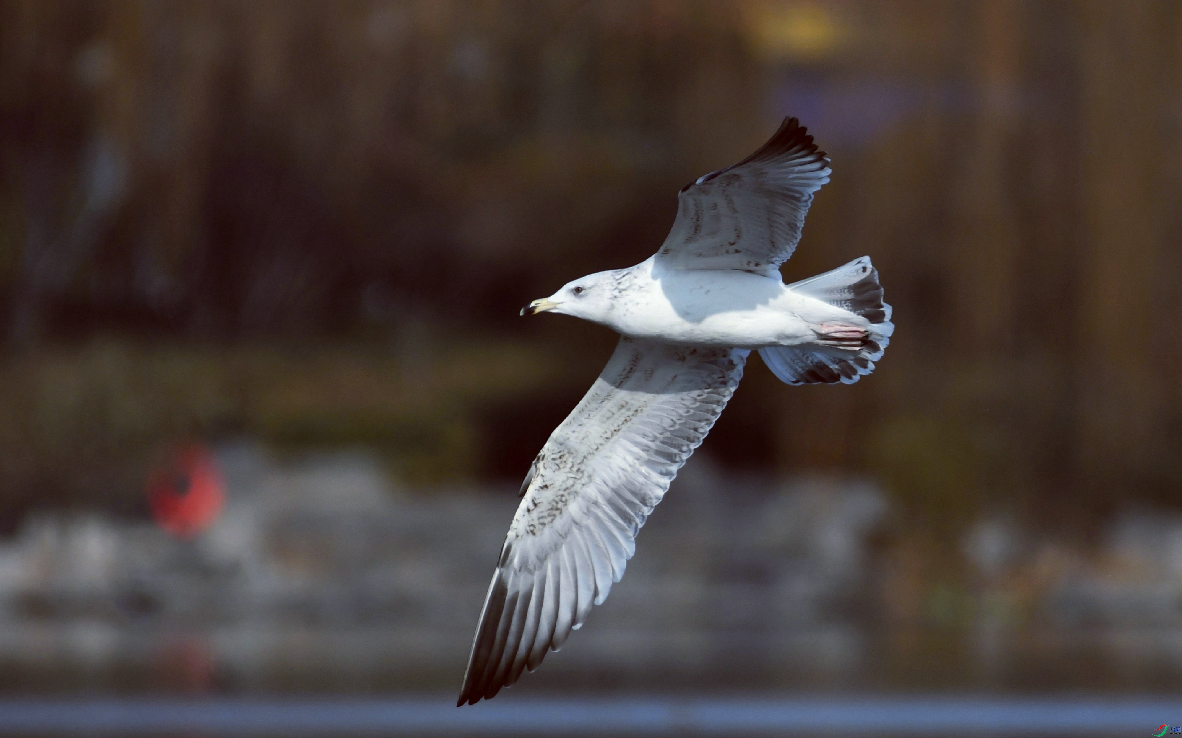 DSC_2102.JPG