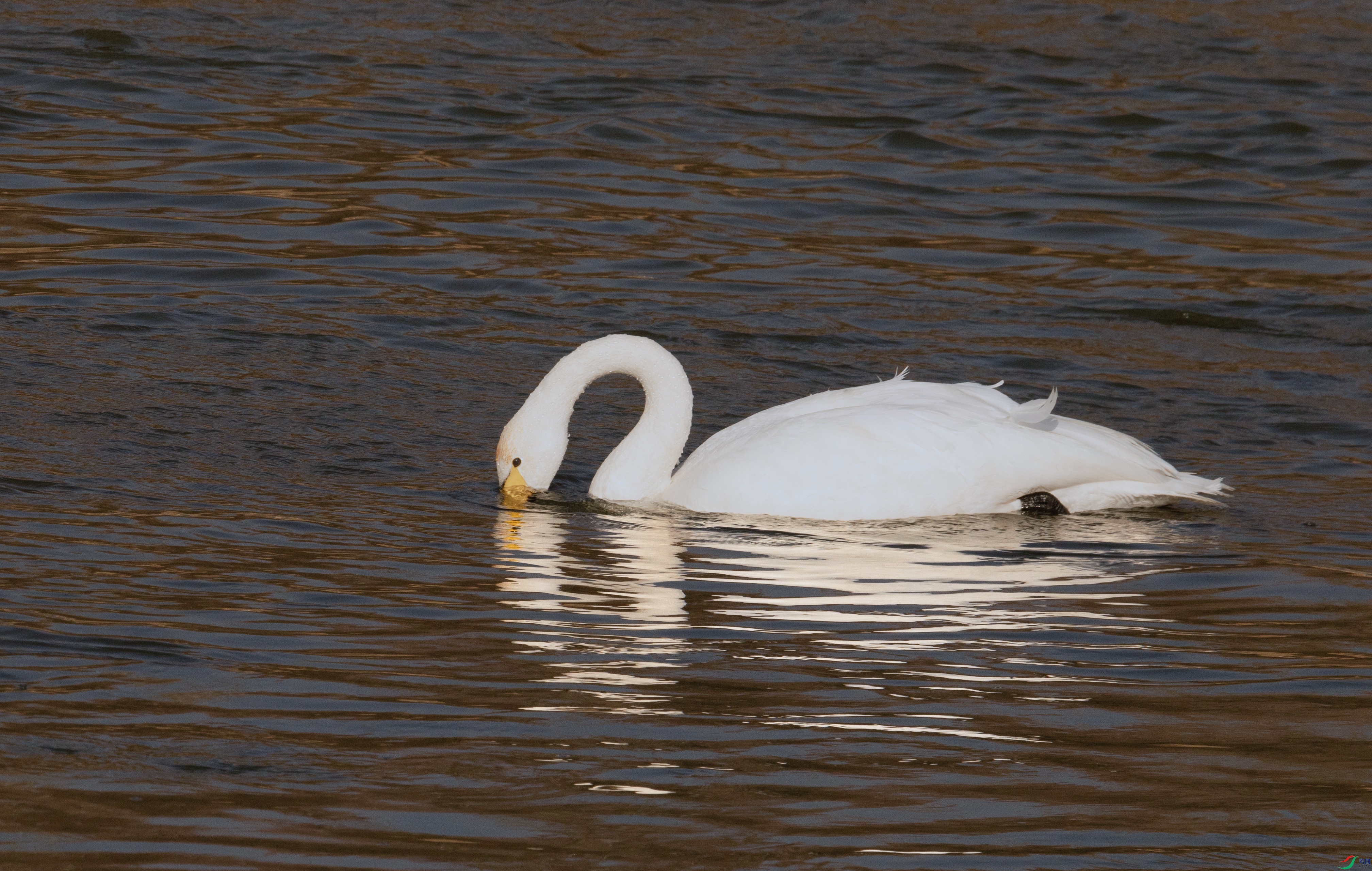 7X5A8146 - ����.jpg