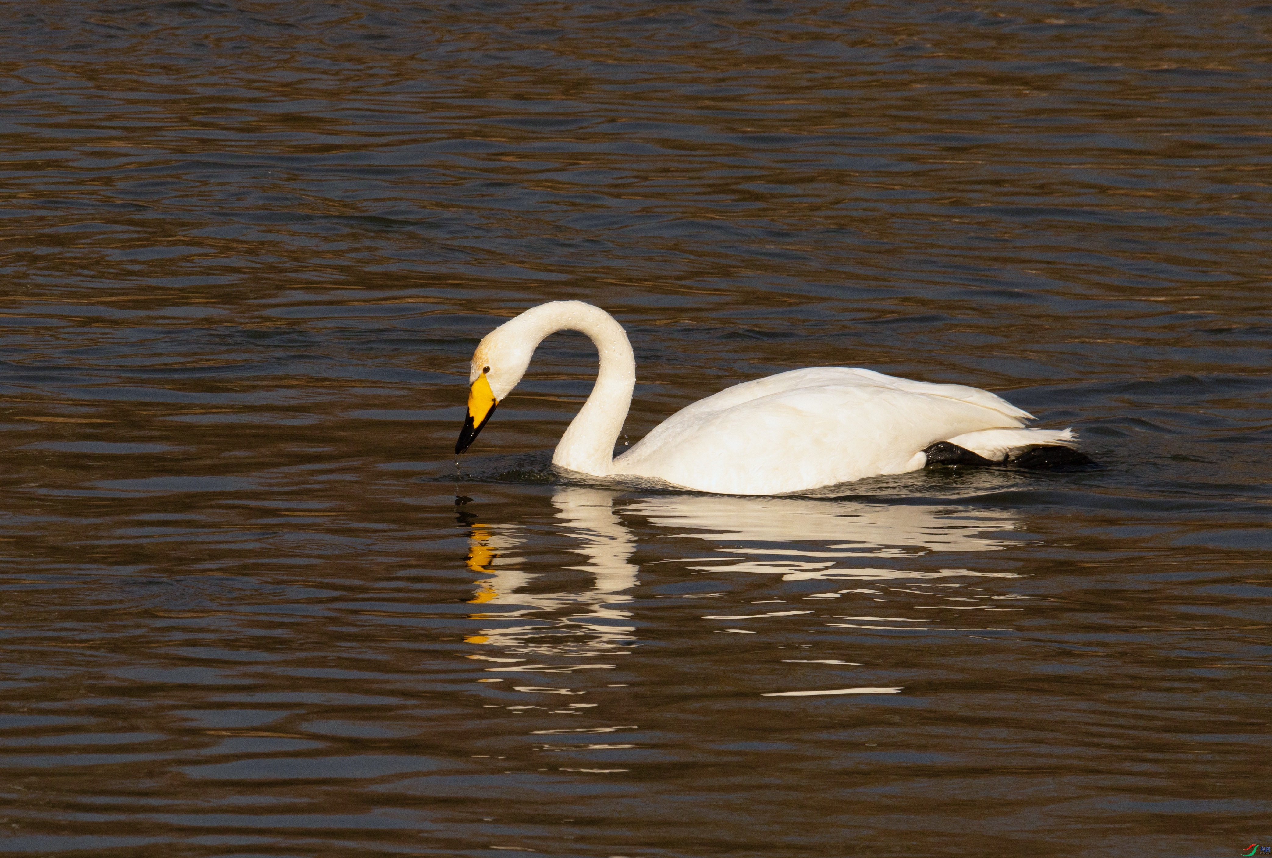 7X5A8134 - ����.jpg