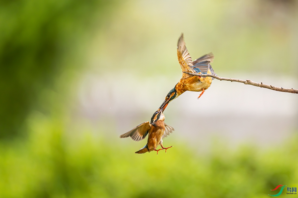 sdwfR 220813 (1282).jpg