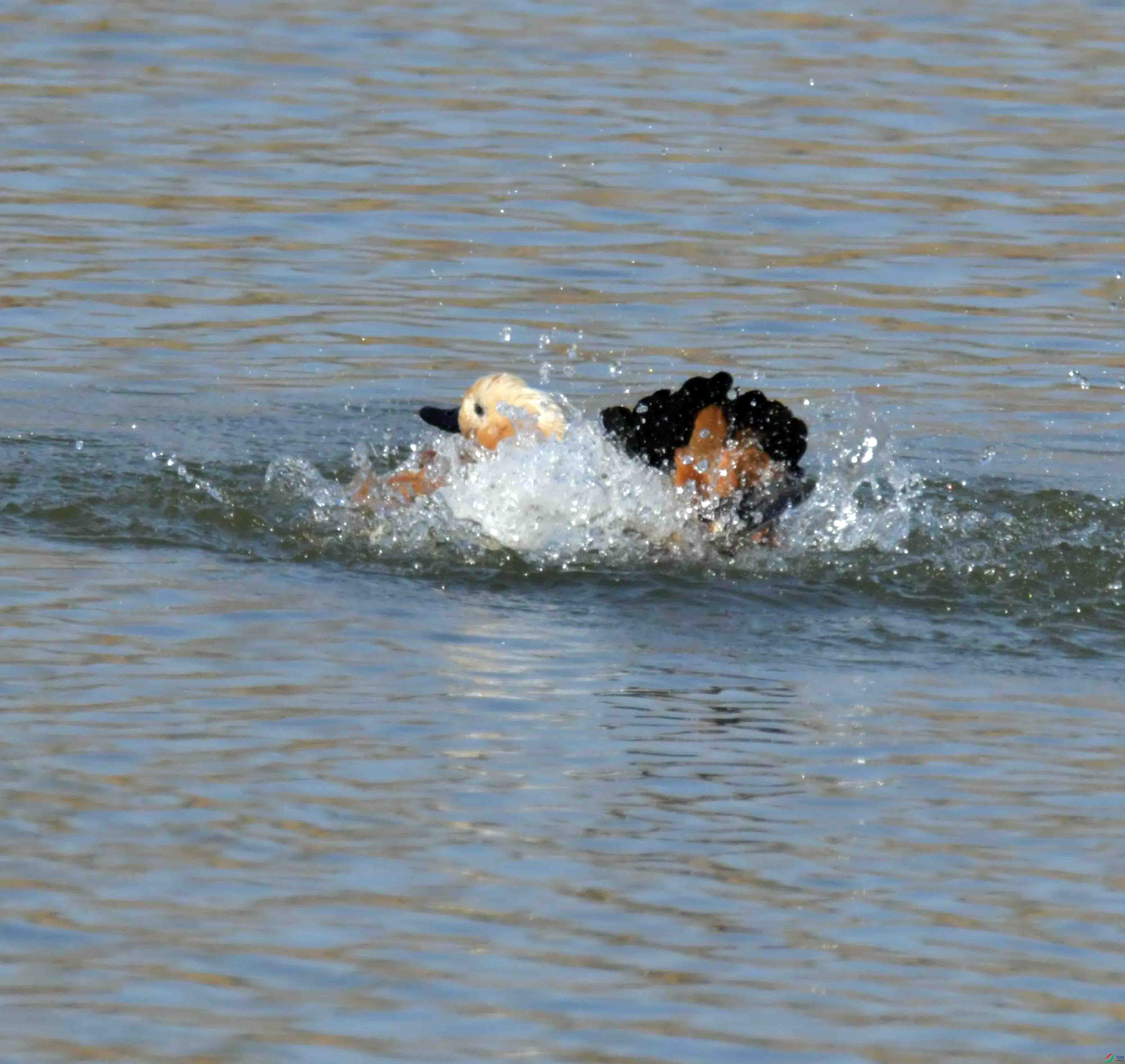 DSC_1532.JPG