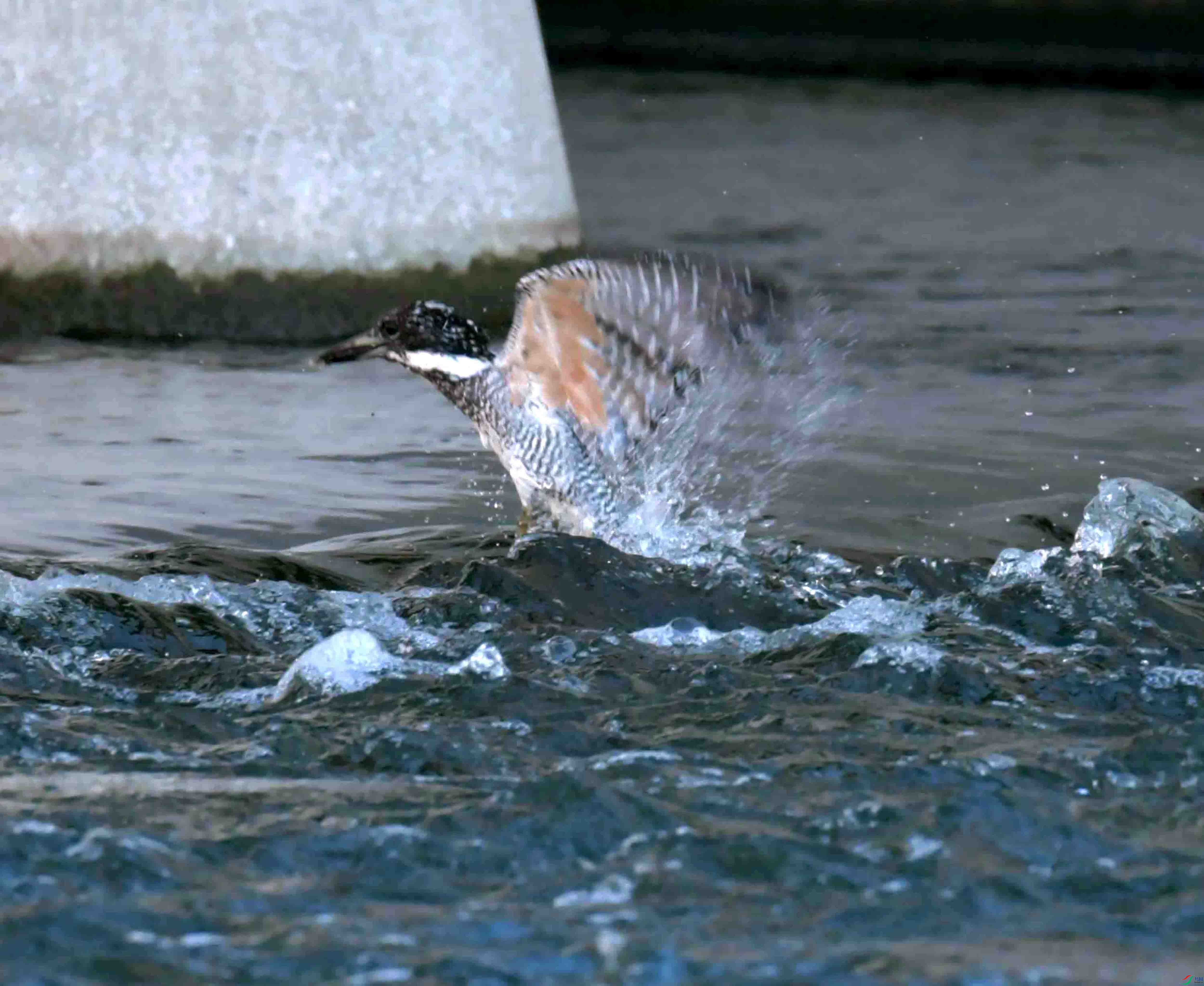 DSC_2395.JPG