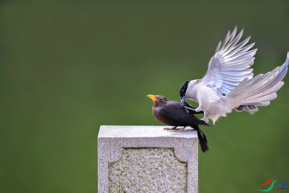 �ڶ����ϲȵ