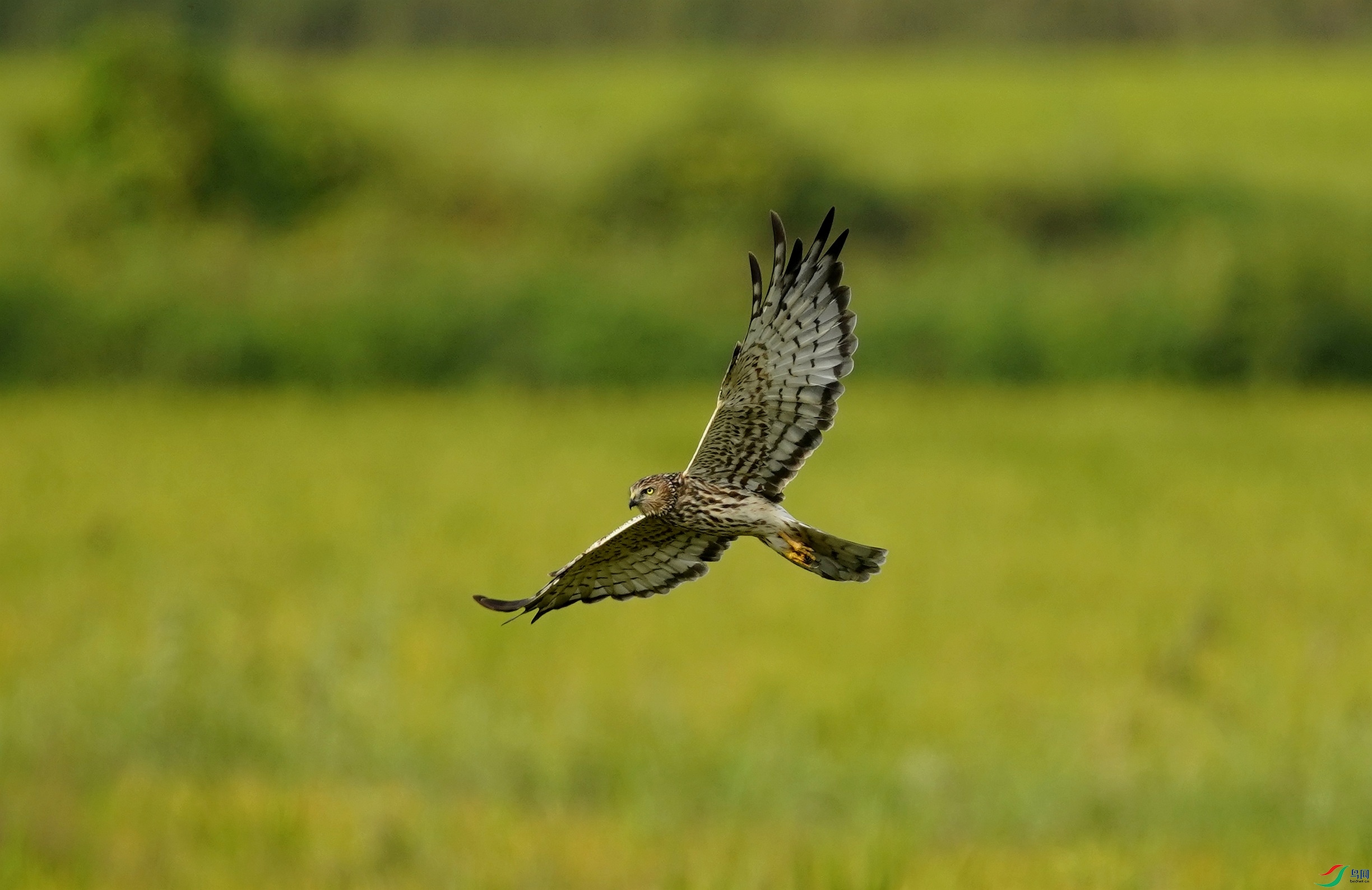 _DSC3248_��ͼ��_edit_793901607407242.jpg