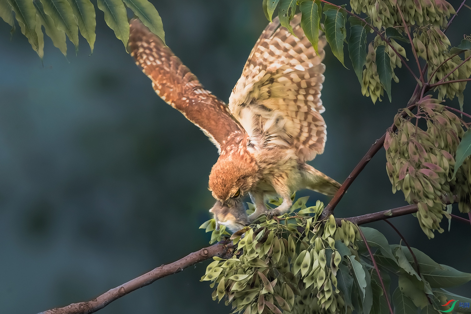 ���Ƹ�С�^----צ๲���ն����