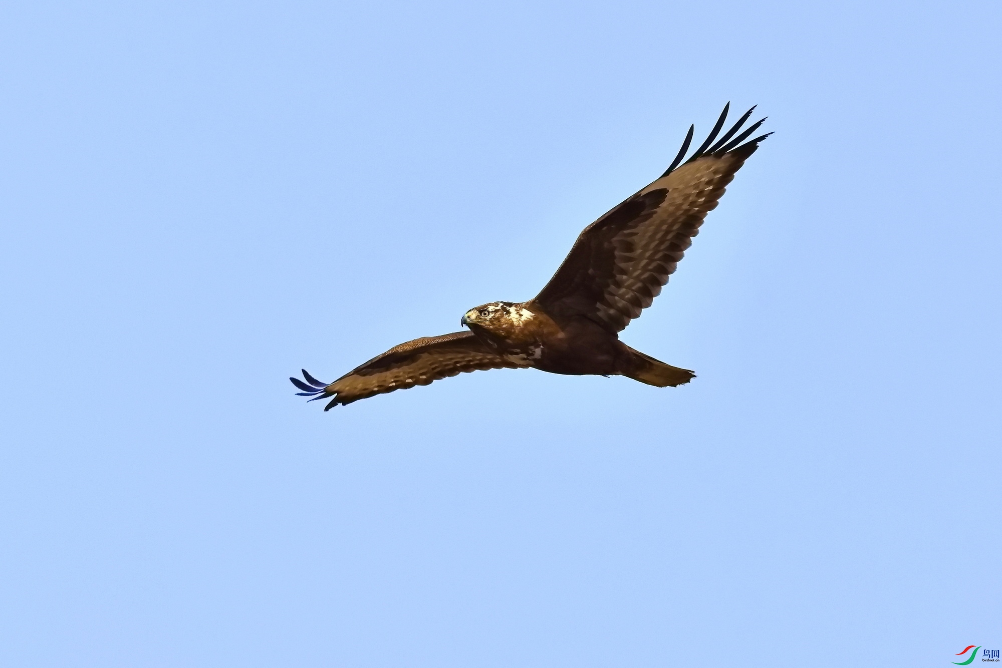 IMG_6455-1.JPG